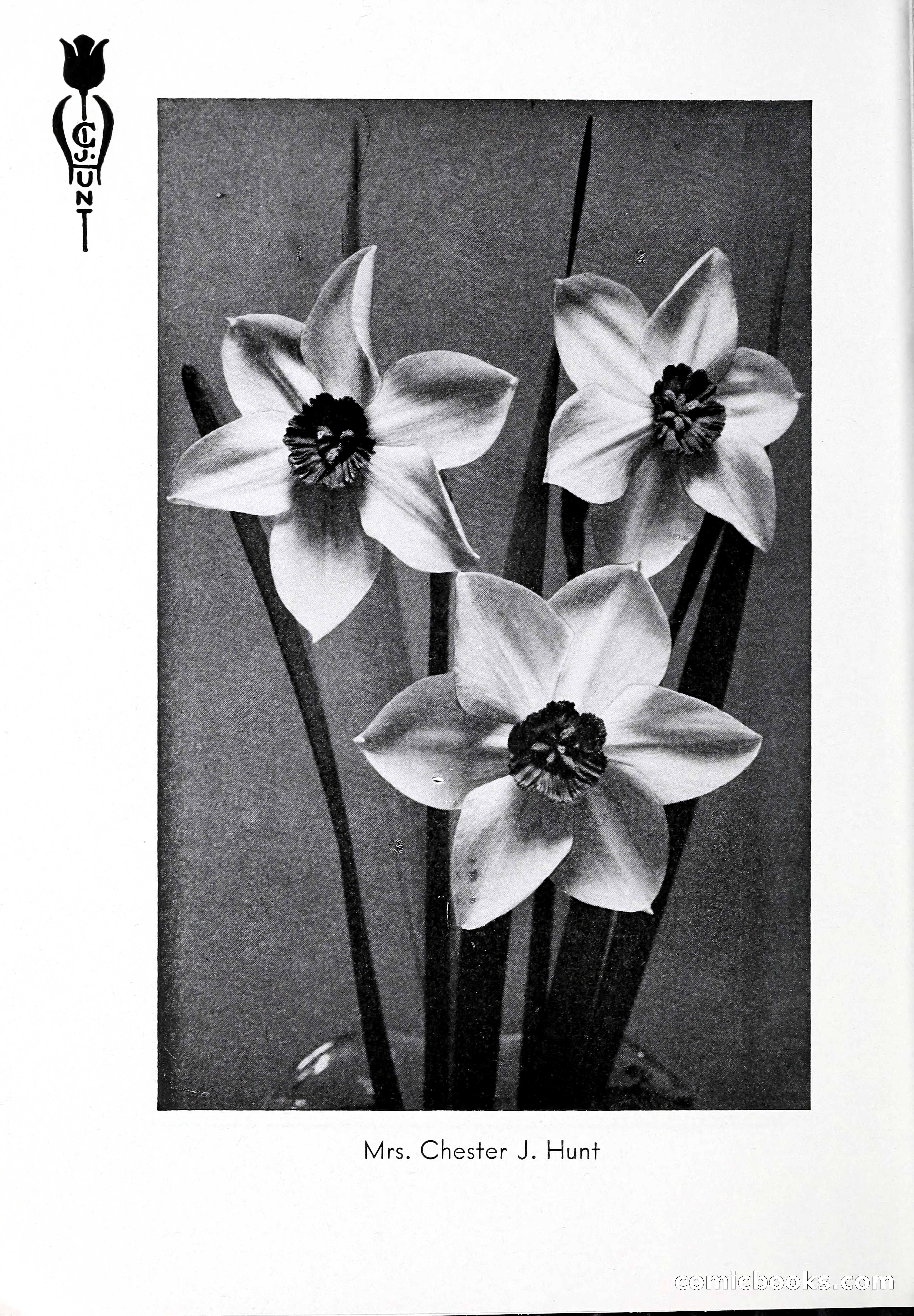 Blue Book of Bulbs, 1932 — page 95 of 121