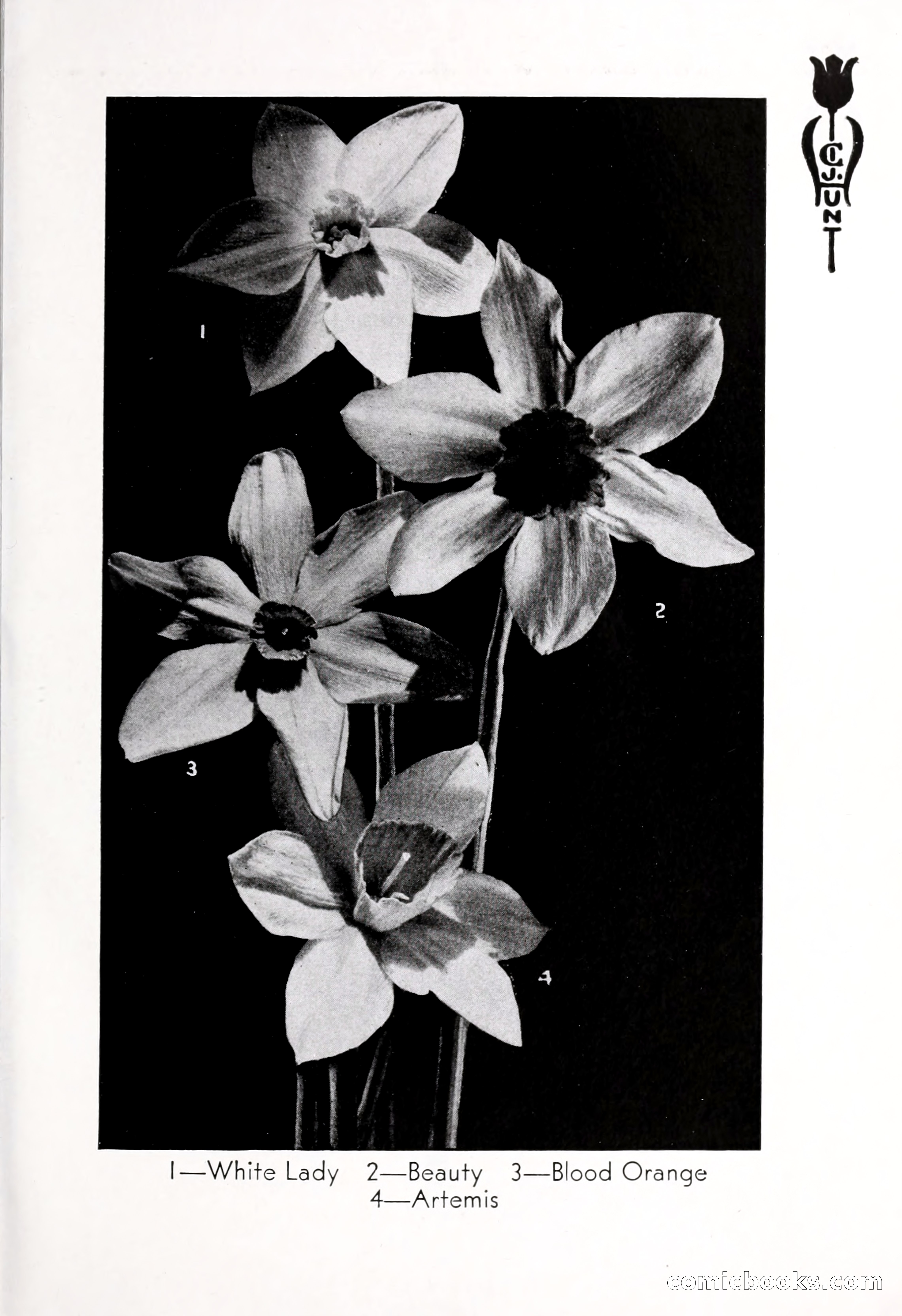Blue Book of Bulbs, 1932 — page 102 of 121