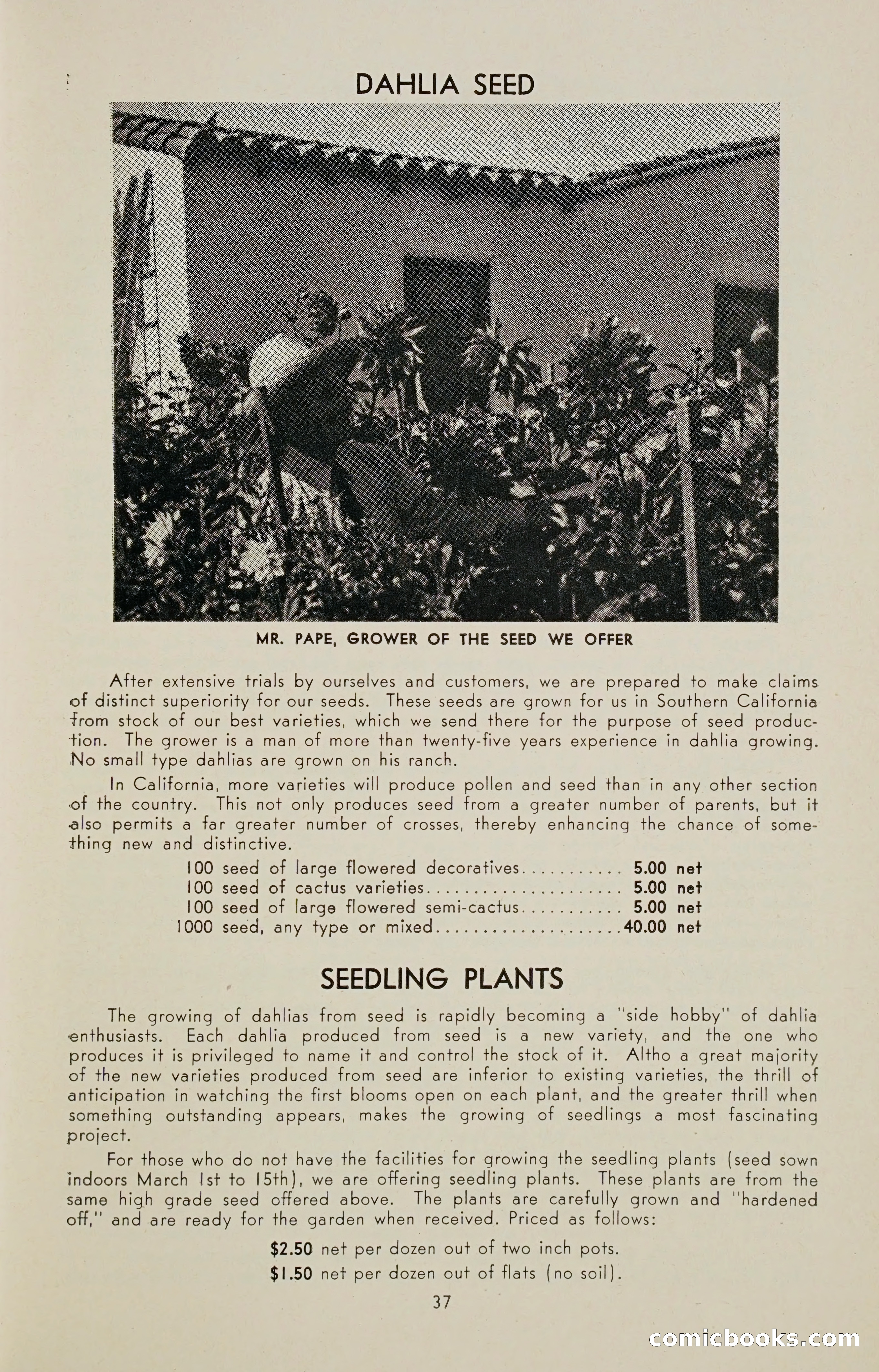Dahlia Blue Book for 1947 — page 42 of 50