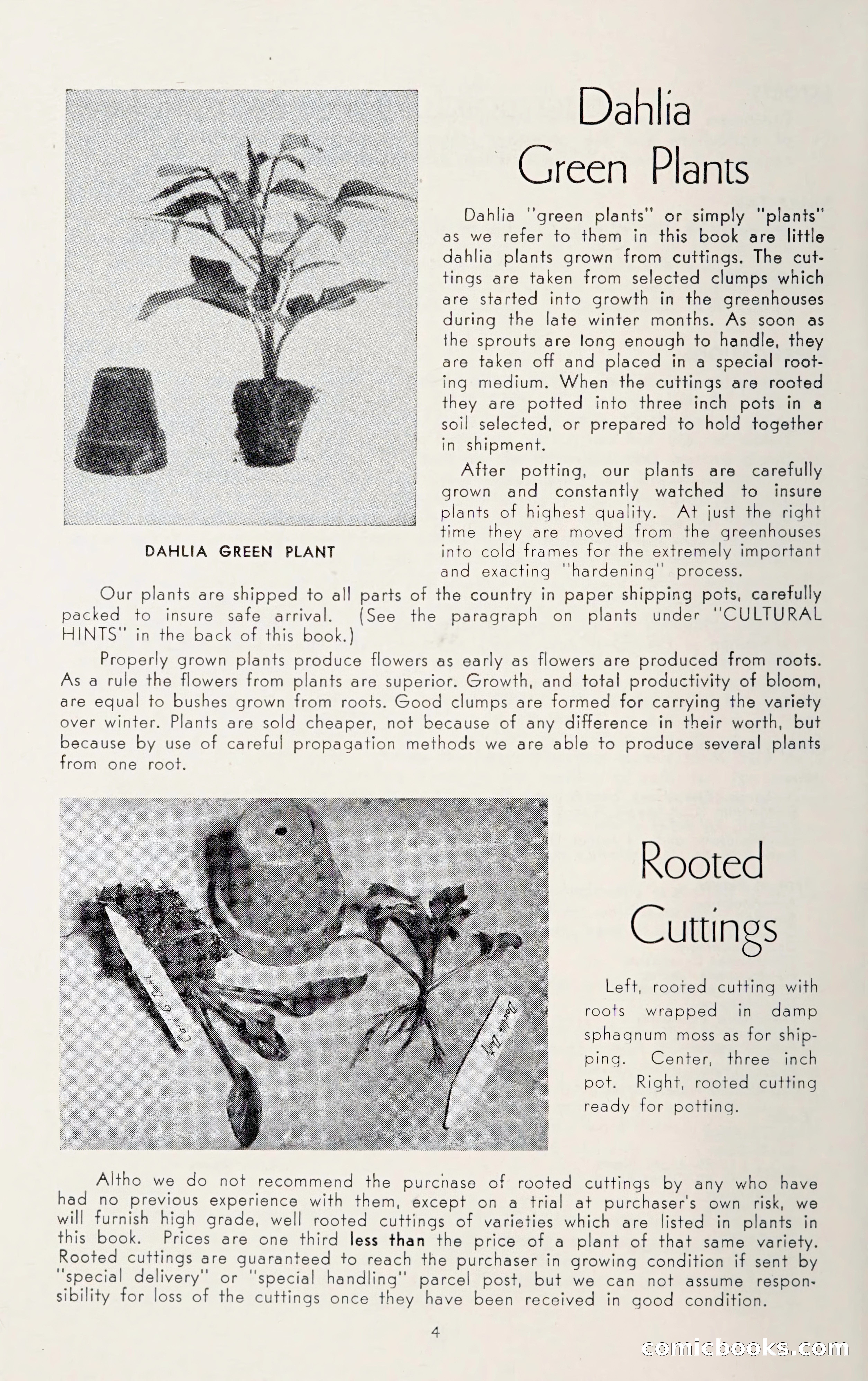 Dahlia Blue Book for 1950 — page 8 of 62