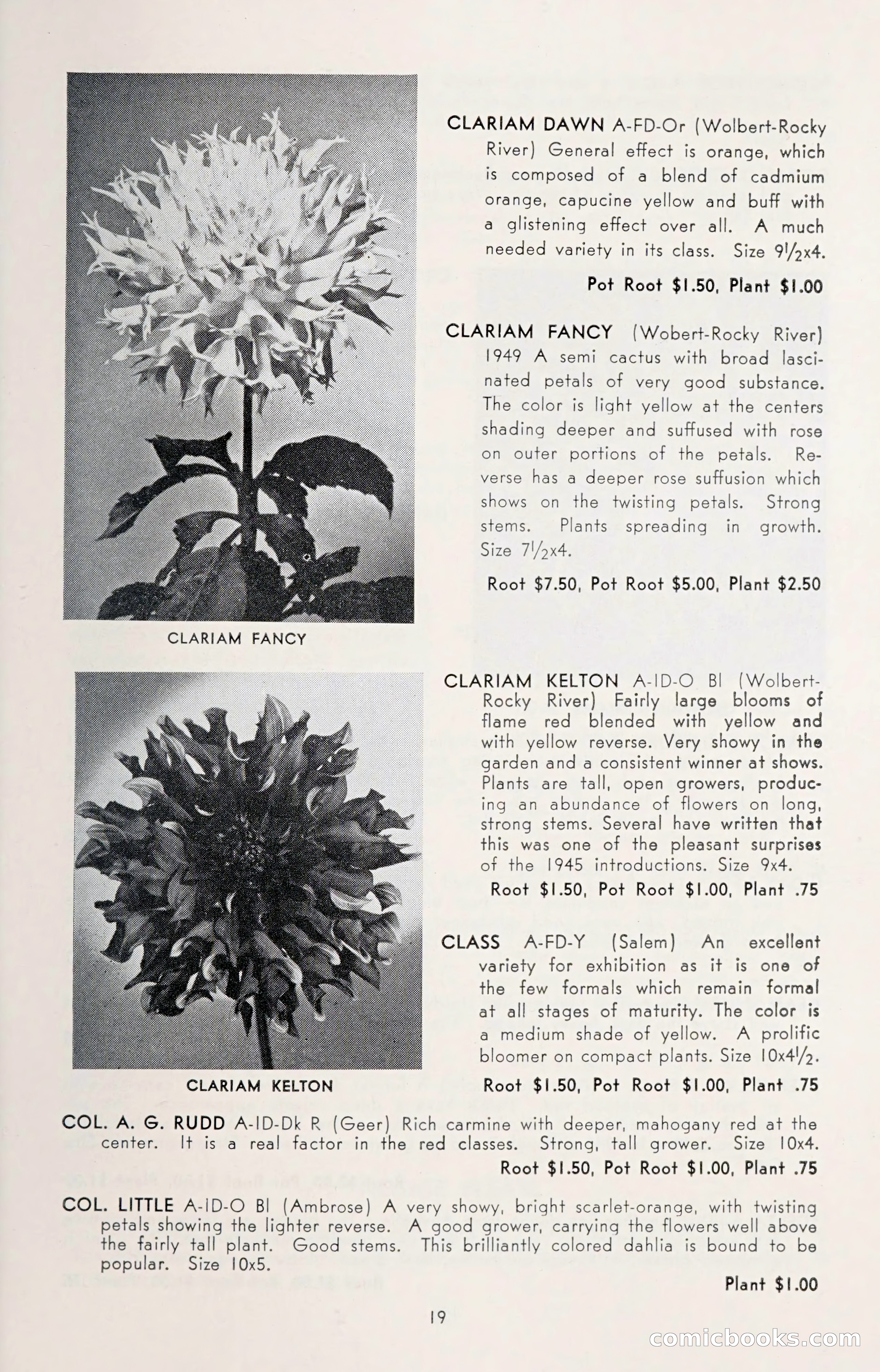 Dahlia Blue Book for 1950 — page 23 of 62