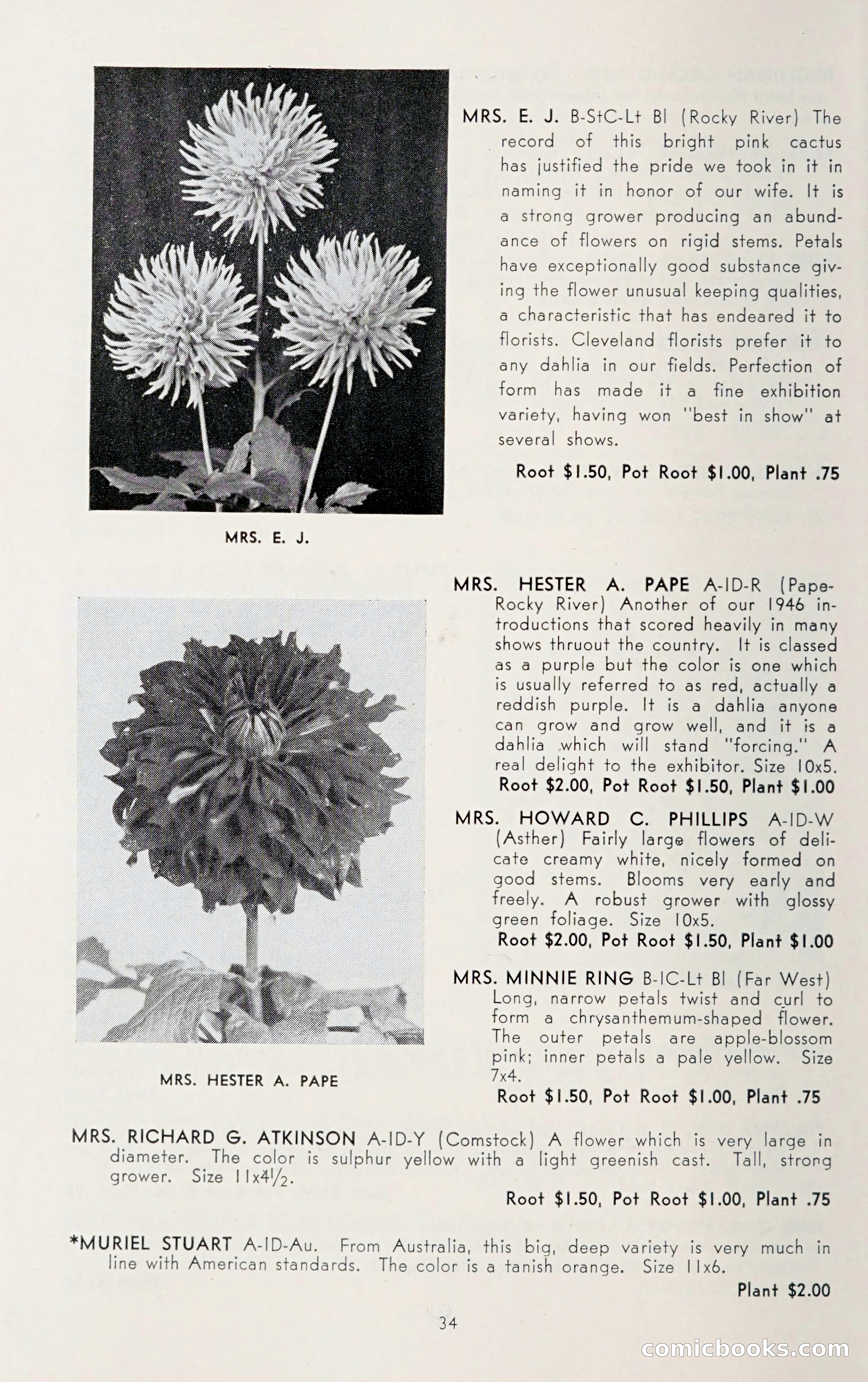 Dahlia Blue Book for 1950 — page 38 of 62