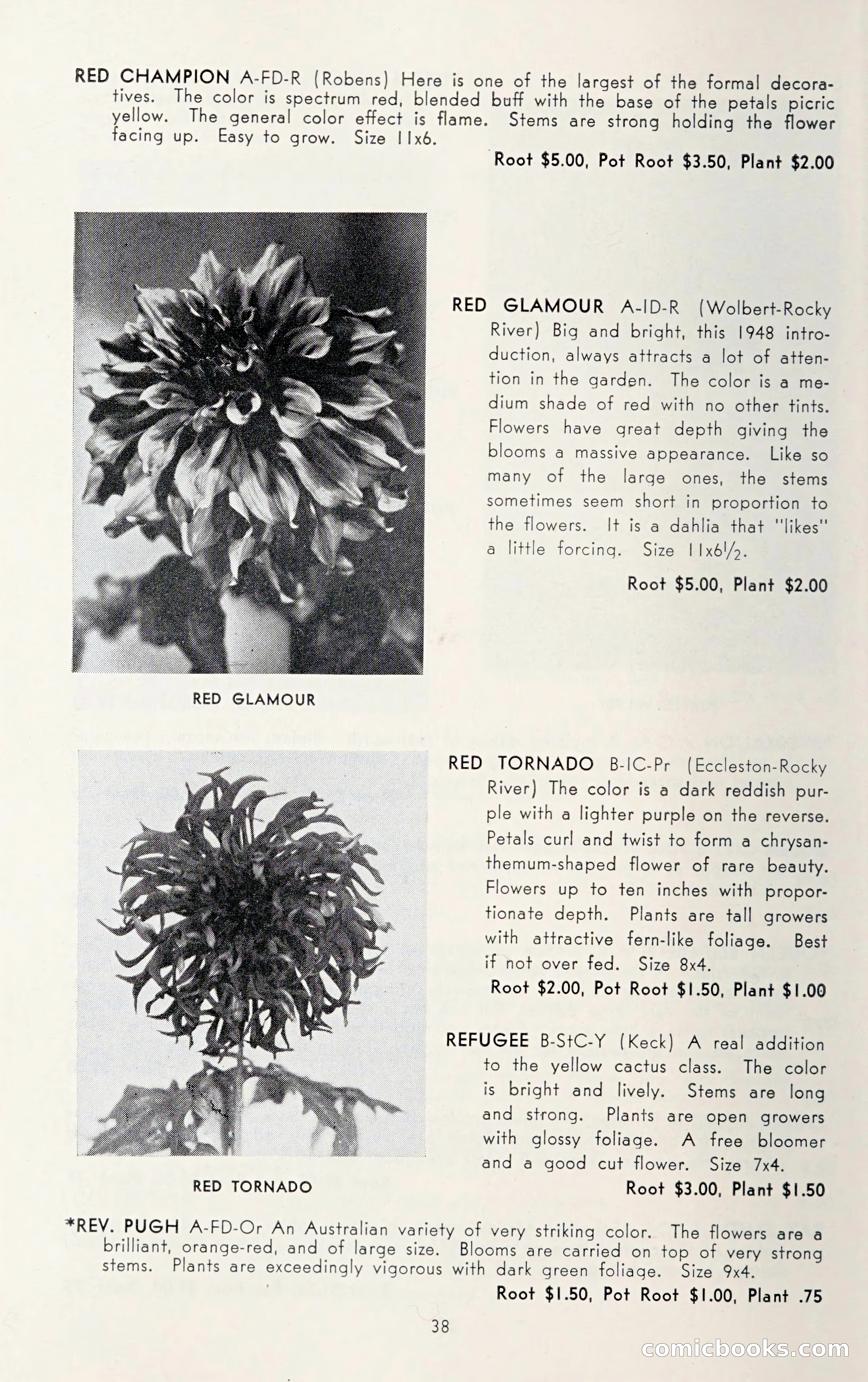 Dahlia Blue Book for 1950 — page 42 of 62