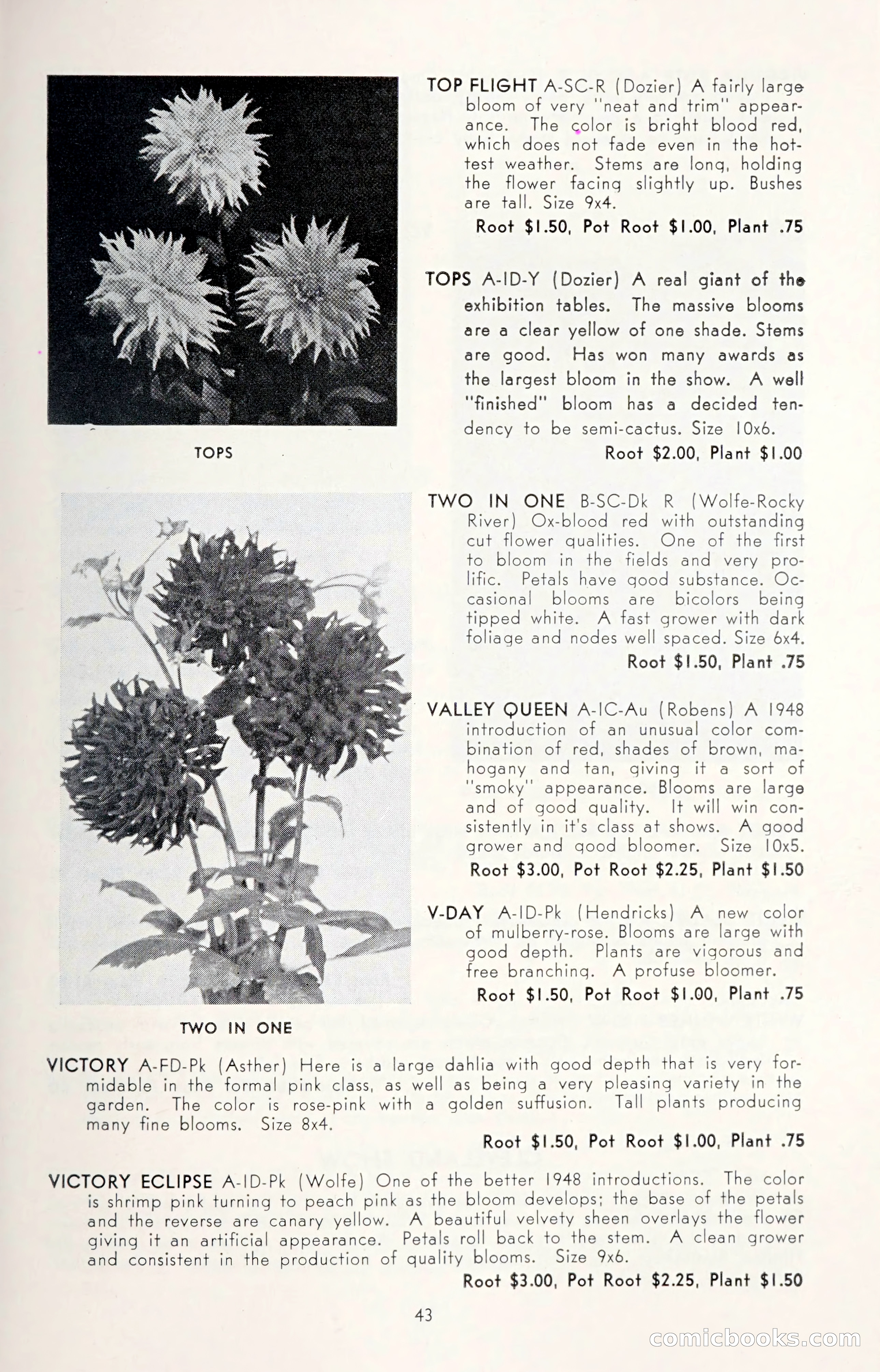 Dahlia Blue Book for 1950 — page 47 of 62
