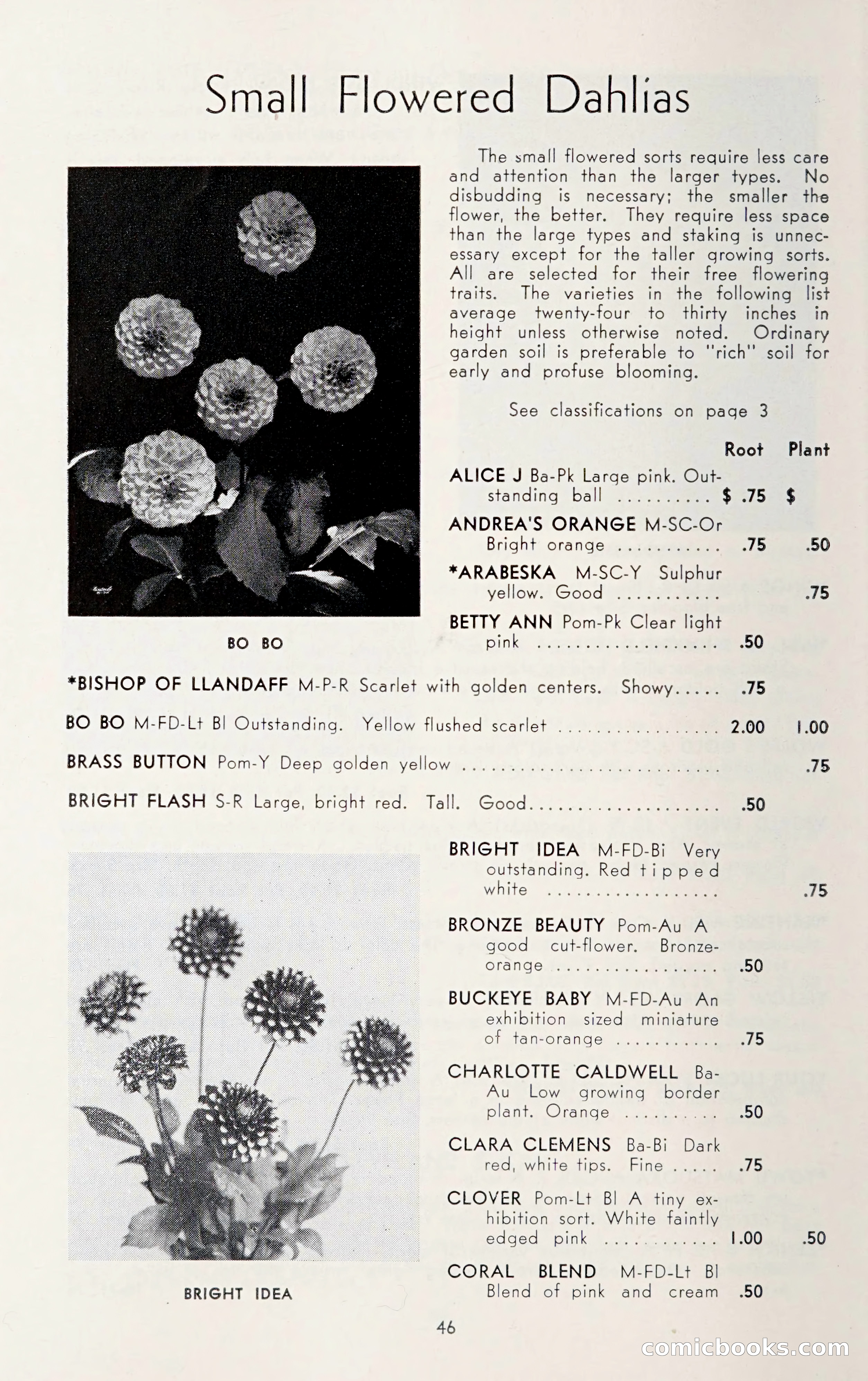 Dahlia Blue Book for 1950 — page 50 of 62