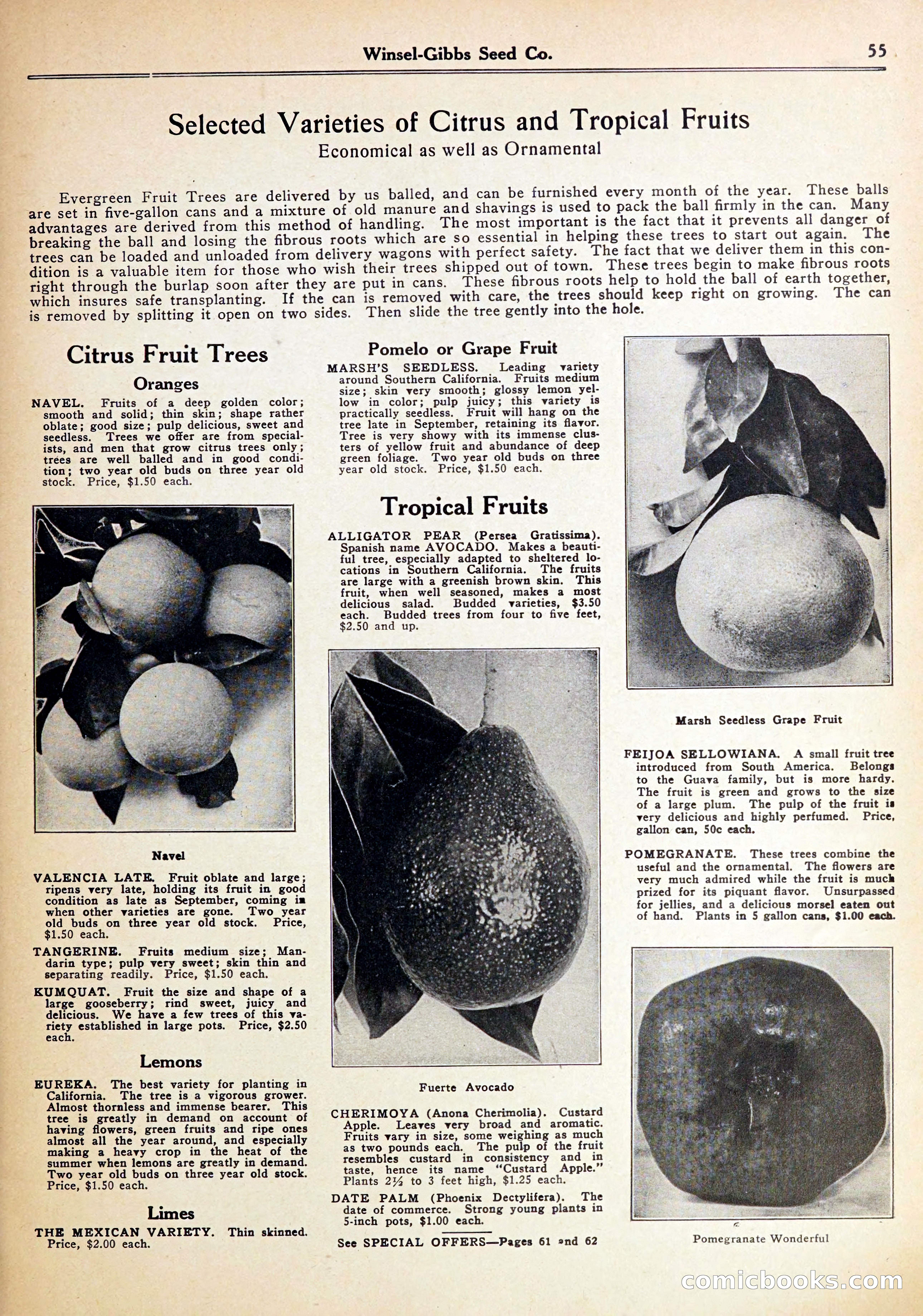 Blue Book of Gardening — page 59 of 70