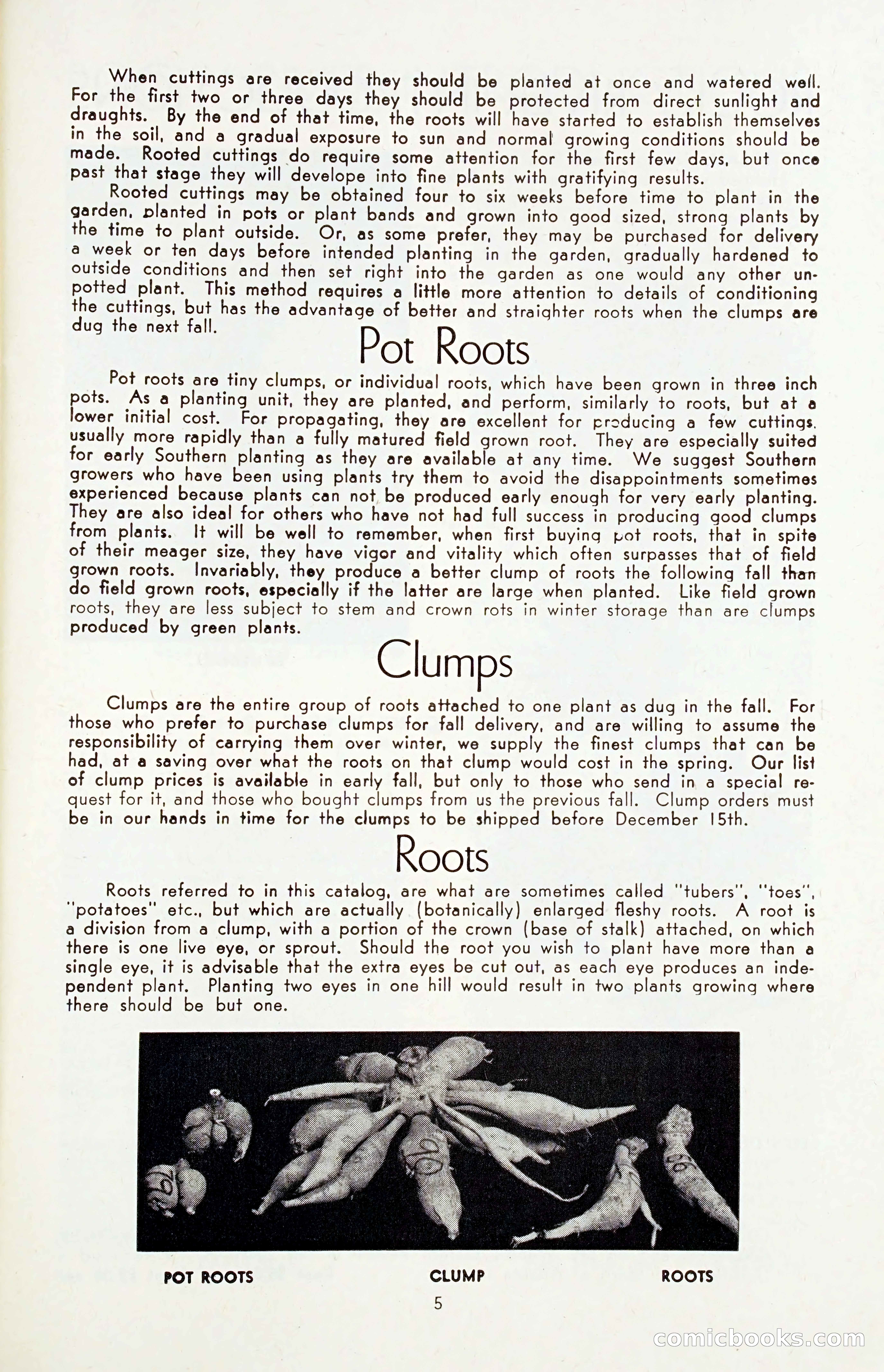 The Dahlia Blue Book for 1955 — page 8 of 79