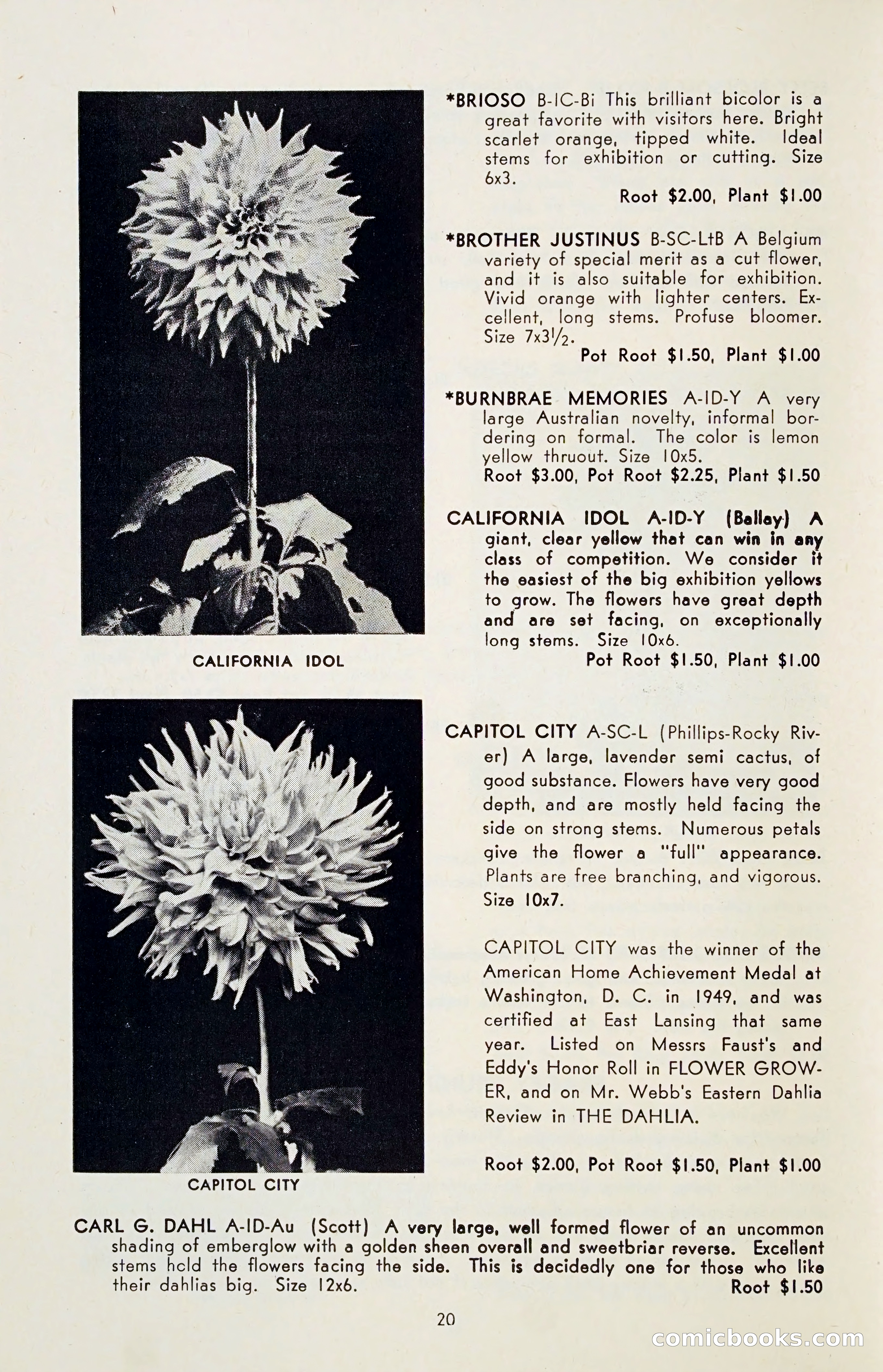 The Dahlia Blue Book for 1955 — page 23 of 79