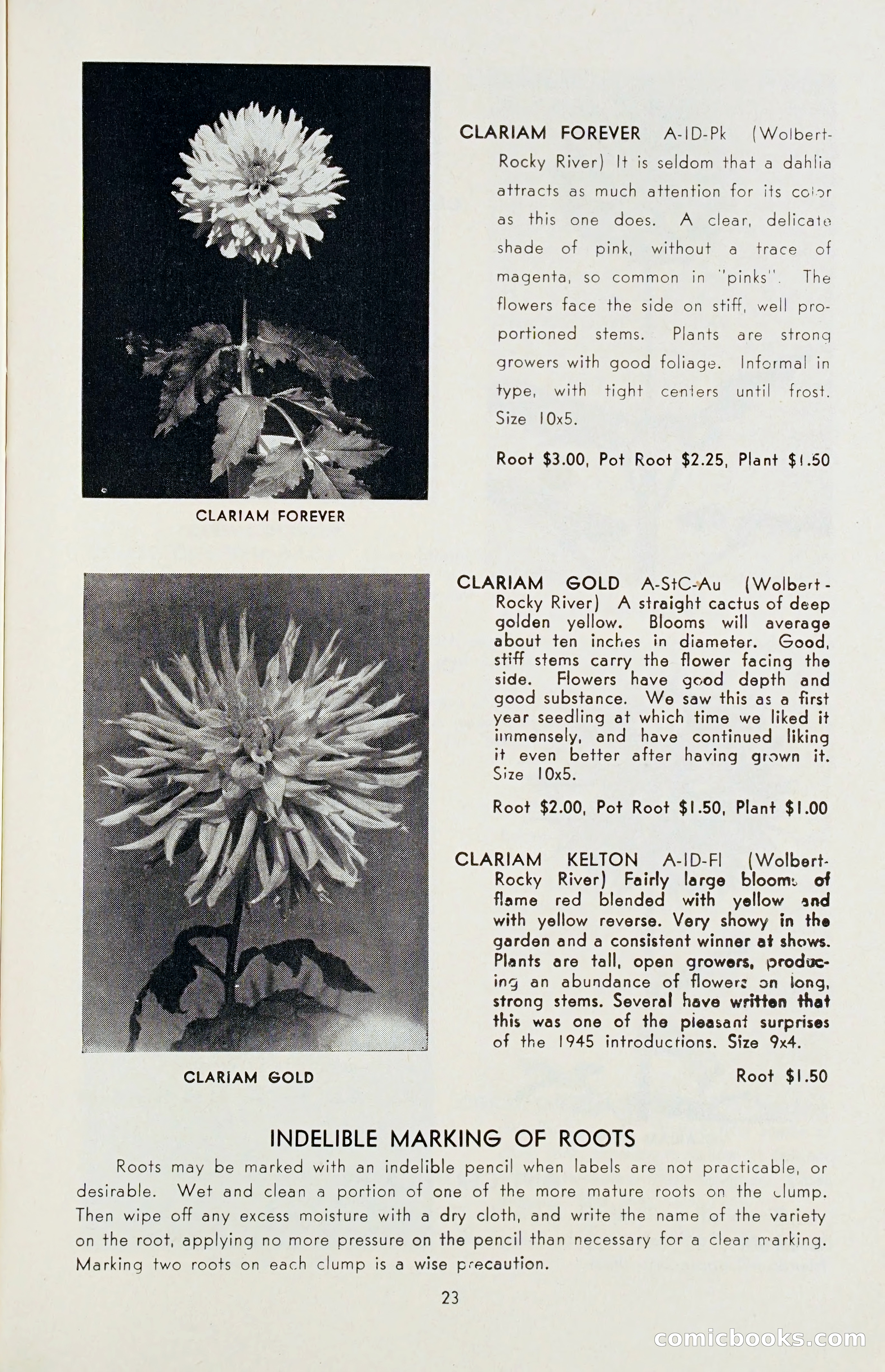 The Dahlia Blue Book for 1955 — page 26 of 79