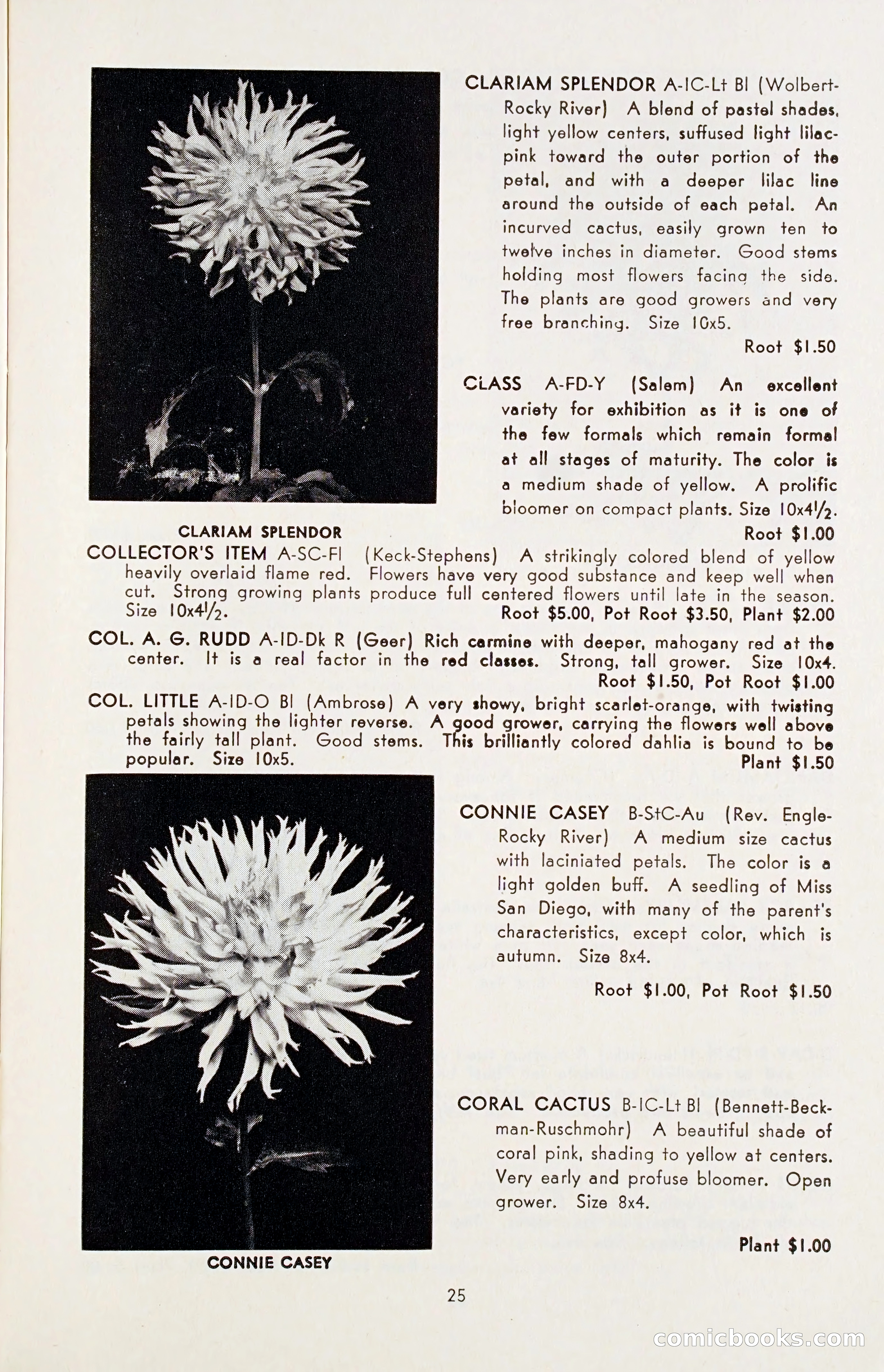 The Dahlia Blue Book for 1955 — page 28 of 79