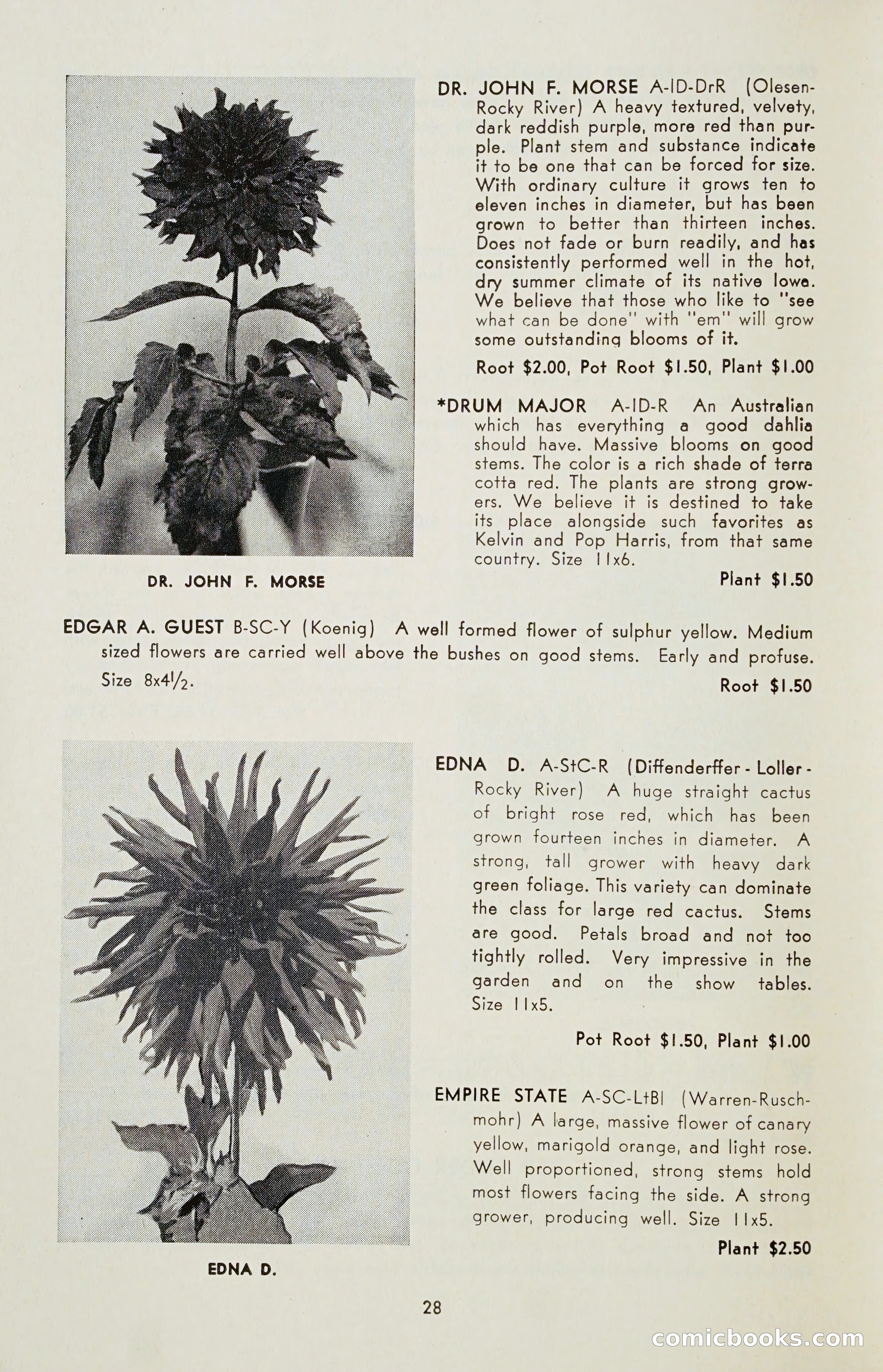 The Dahlia Blue Book for 1955 — page 31 of 79