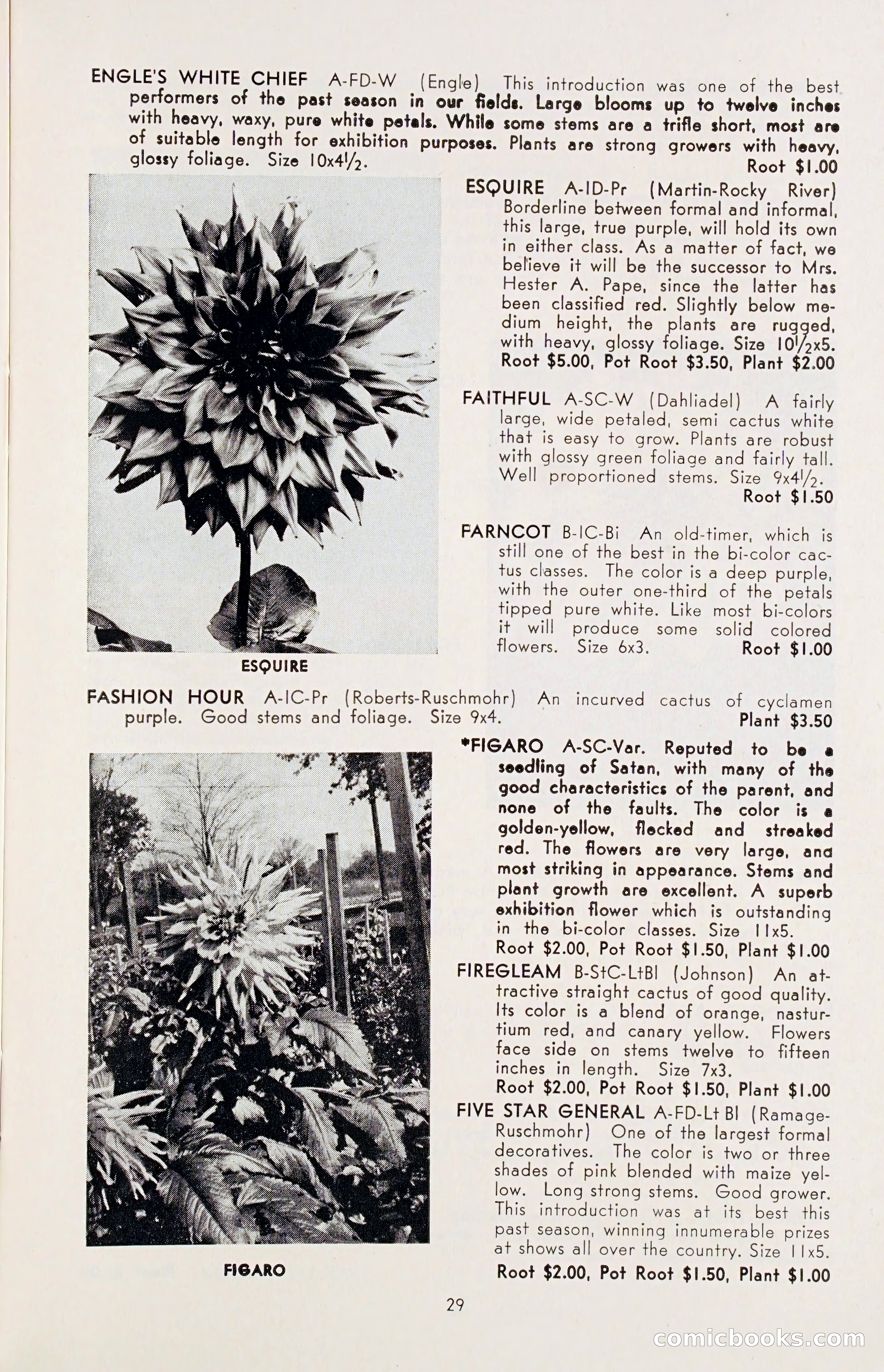 The Dahlia Blue Book for 1955 — page 32 of 79