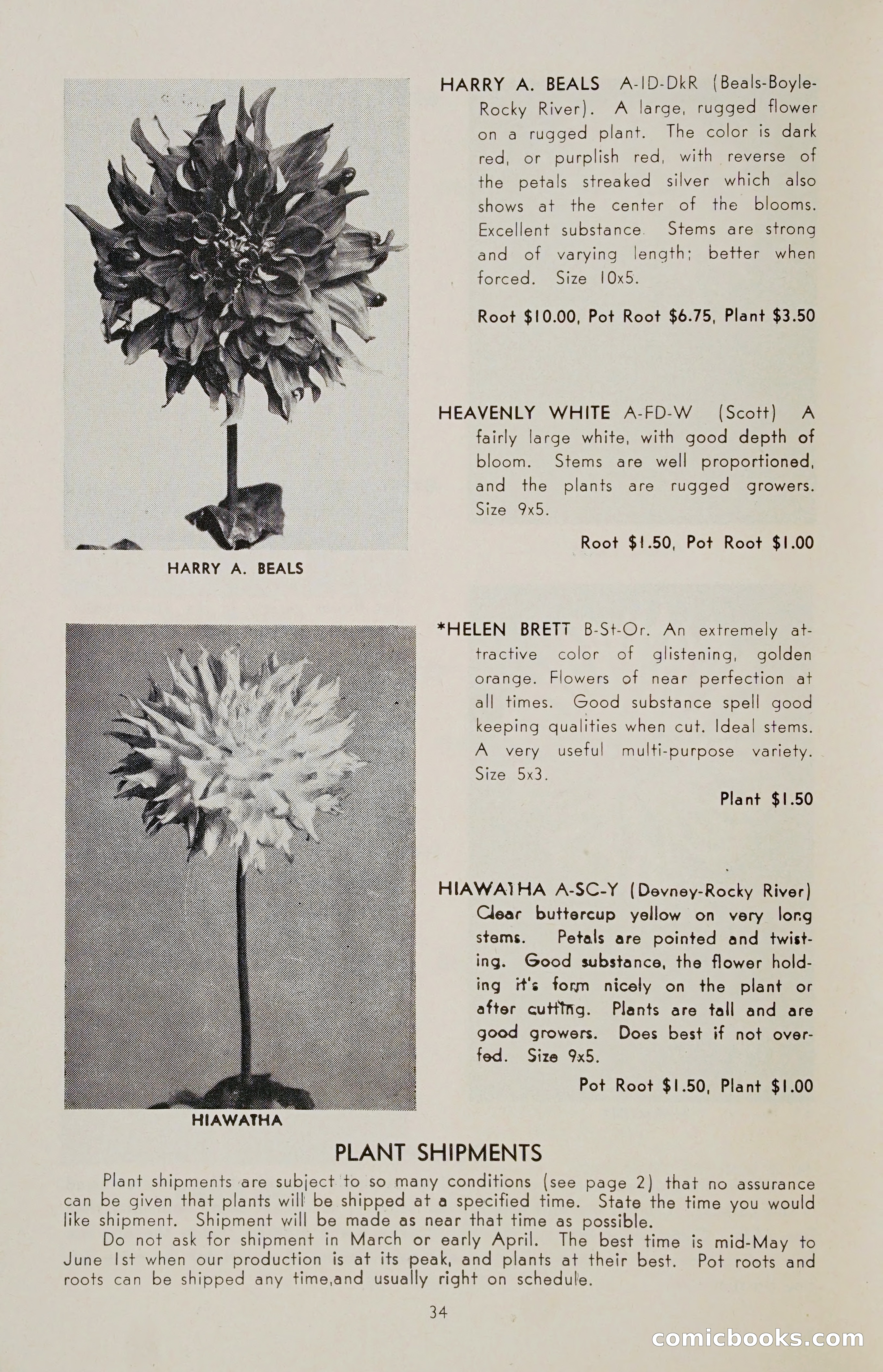 The Dahlia Blue Book for 1955 — page 37 of 79