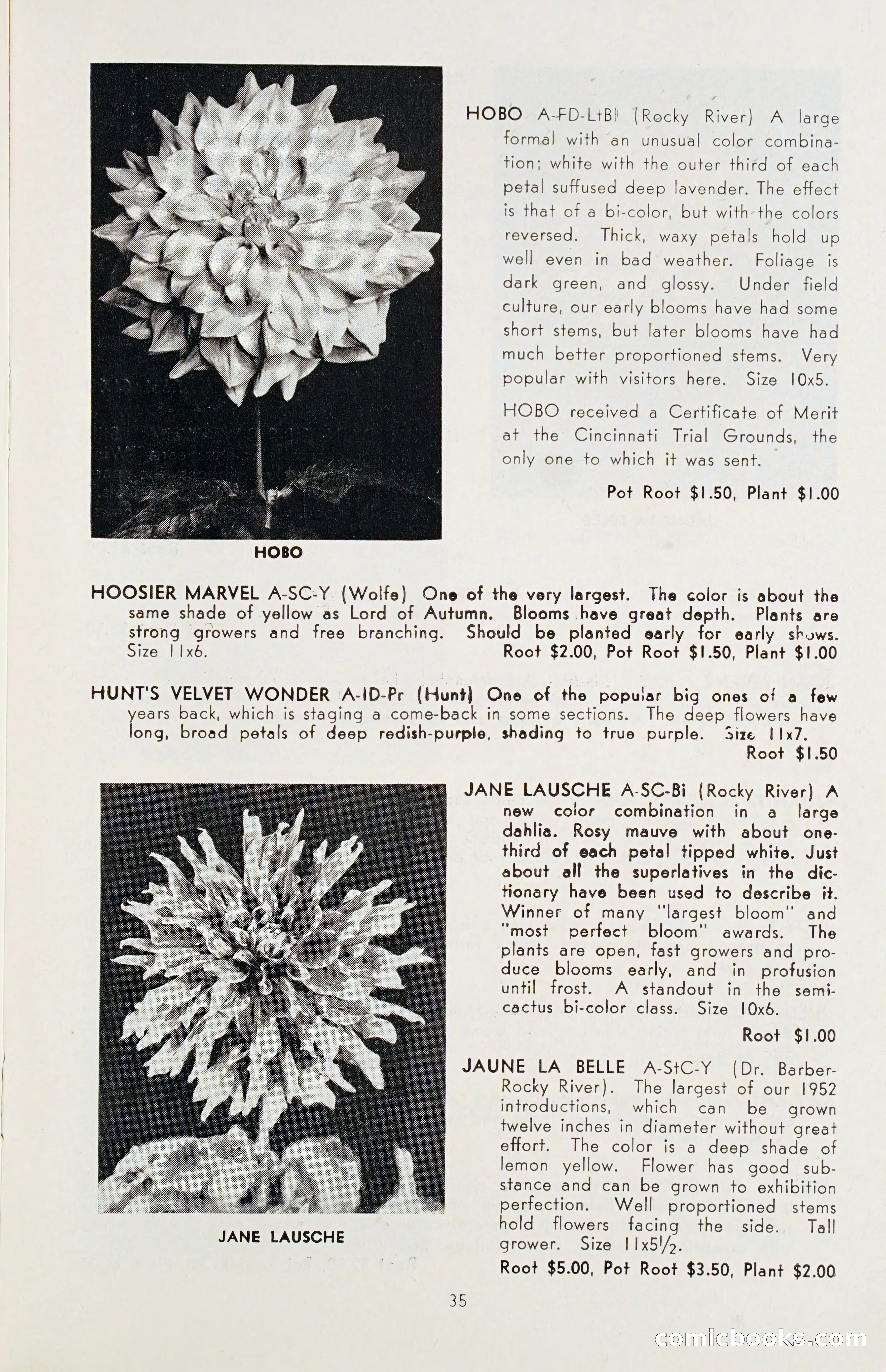 The Dahlia Blue Book for 1955 — page 38 of 79