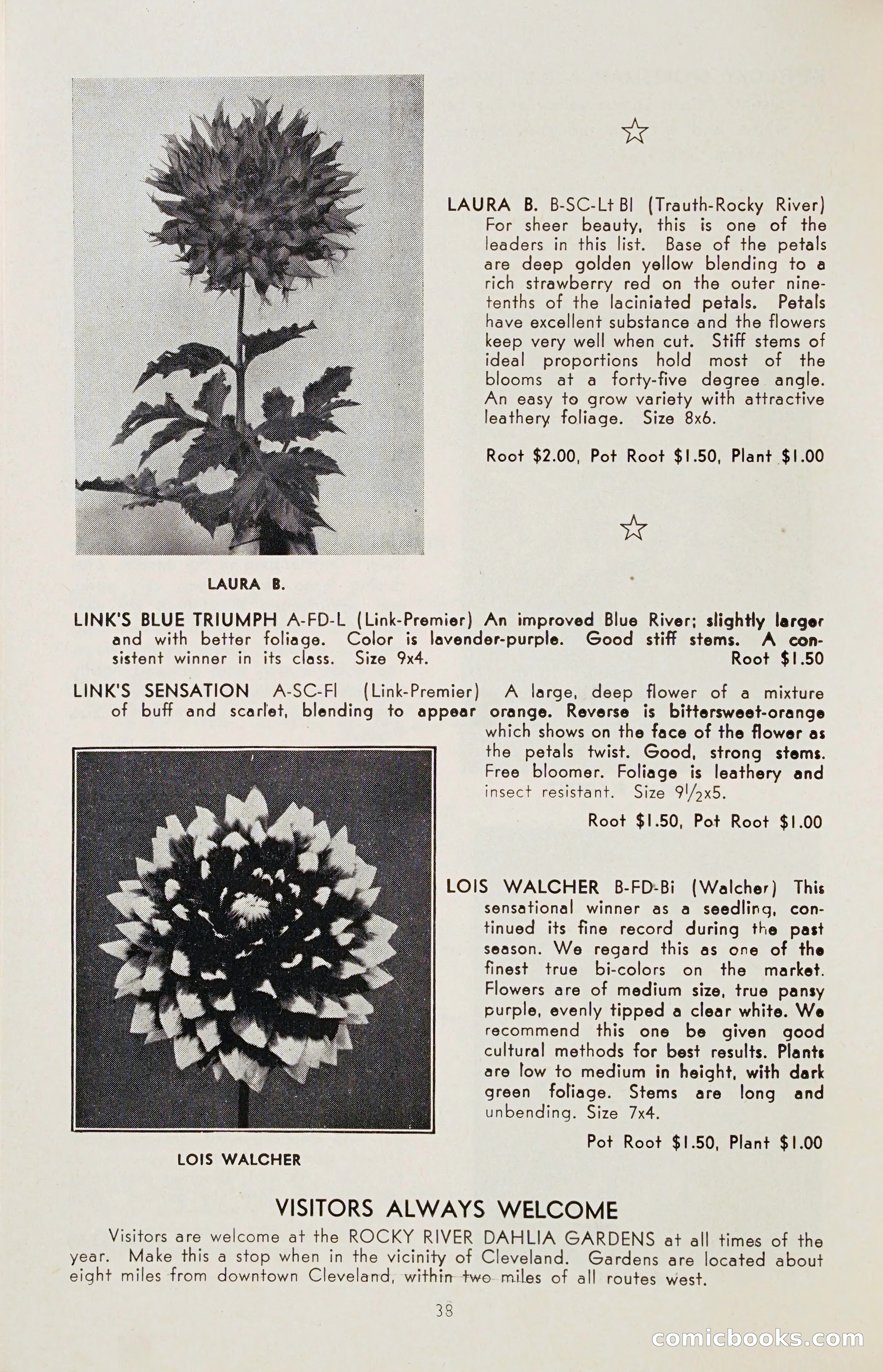 The Dahlia Blue Book for 1955 — page 41 of 79