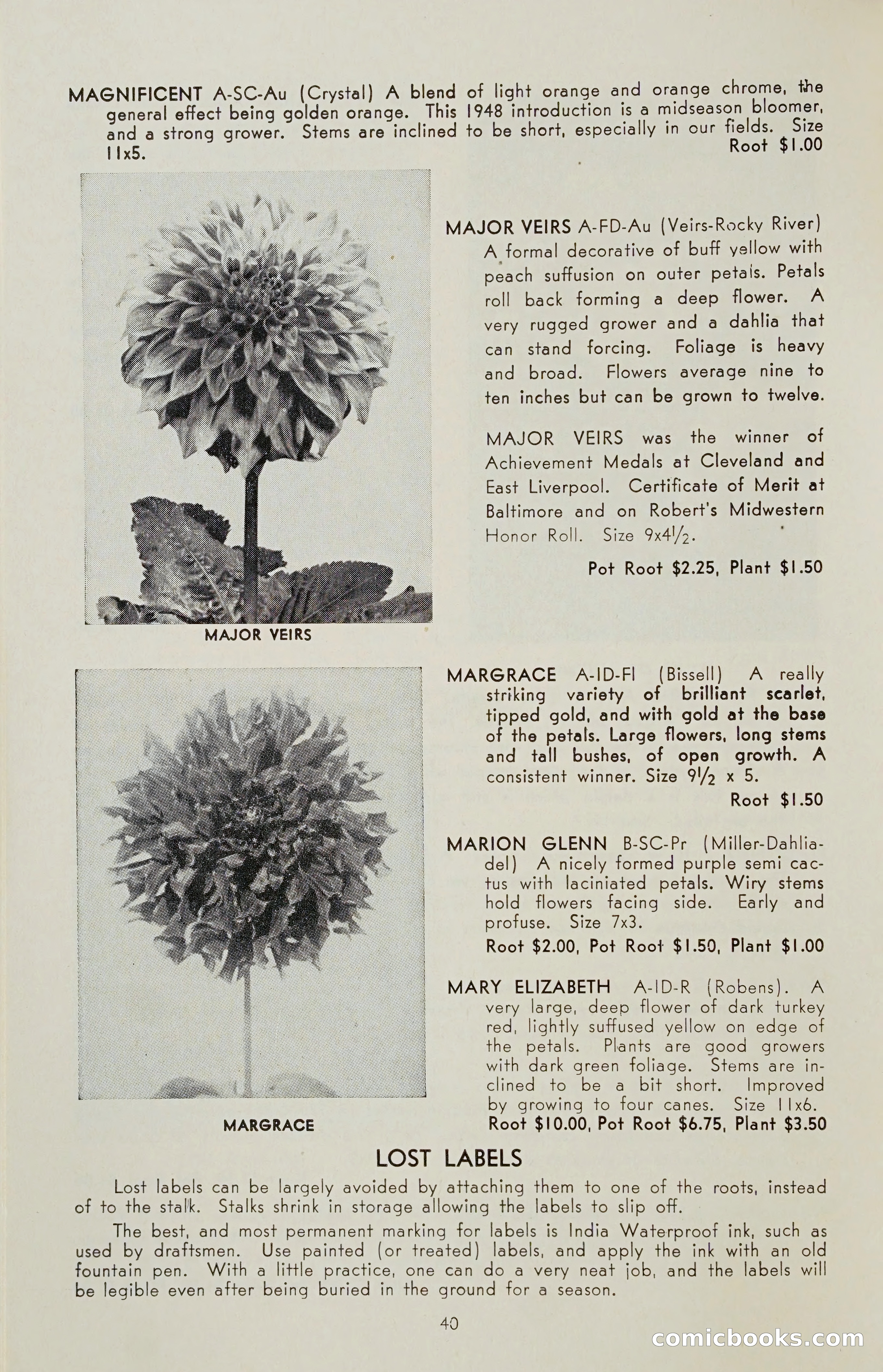 The Dahlia Blue Book for 1955 — page 43 of 79