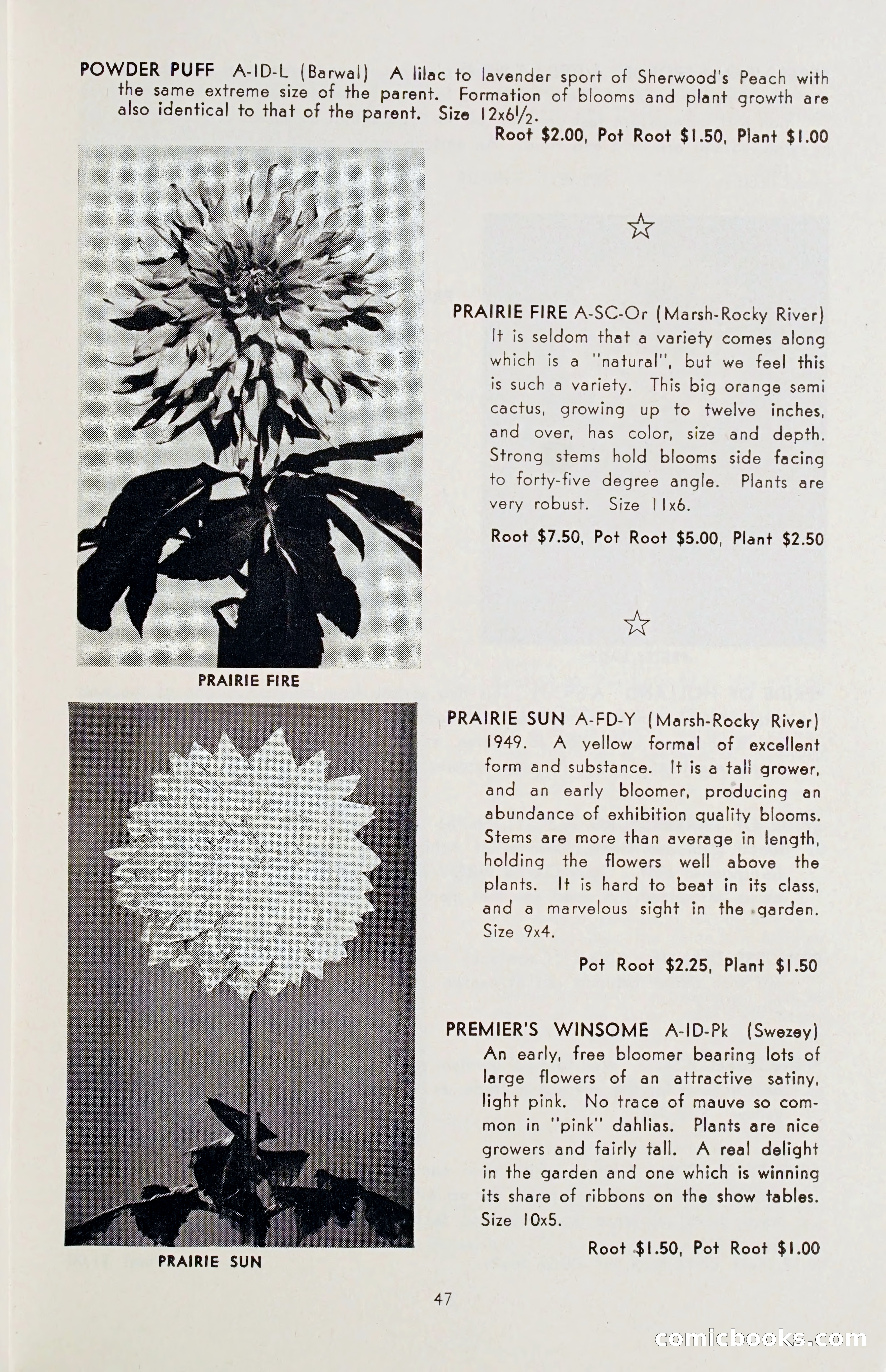 The Dahlia Blue Book for 1955 — page 50 of 79