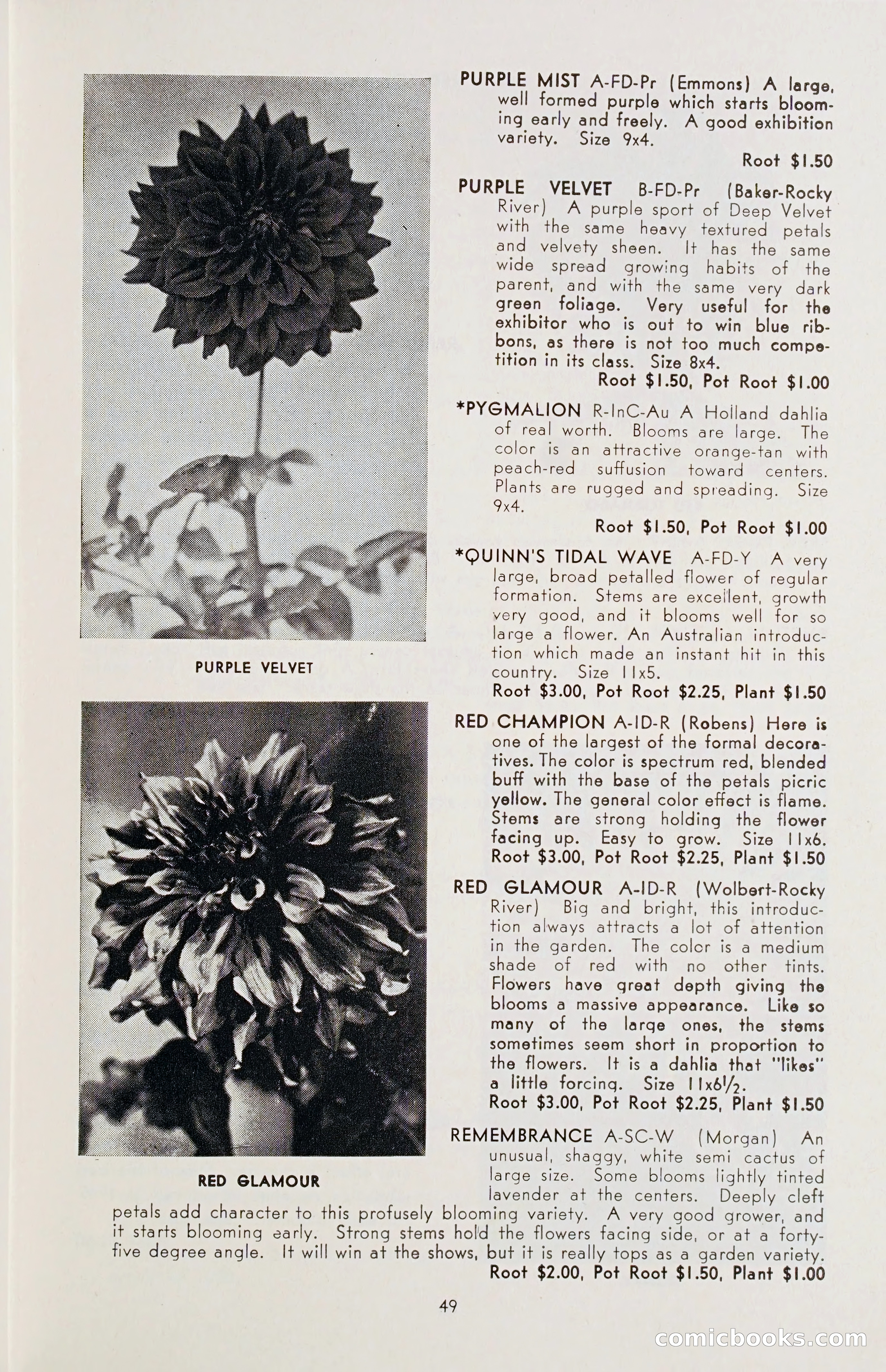 The Dahlia Blue Book for 1955 — page 52 of 79