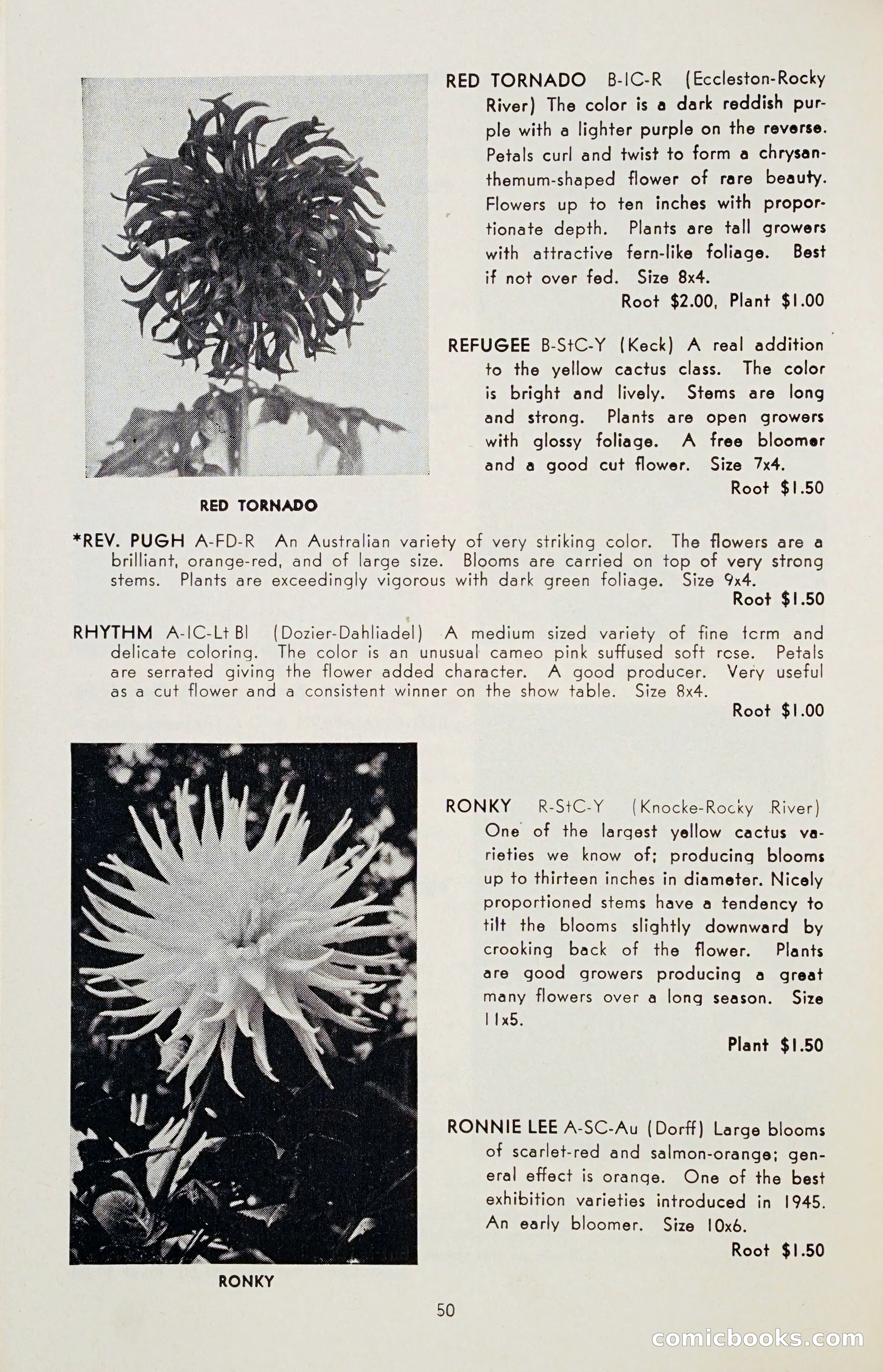 The Dahlia Blue Book for 1955 — page 53 of 79