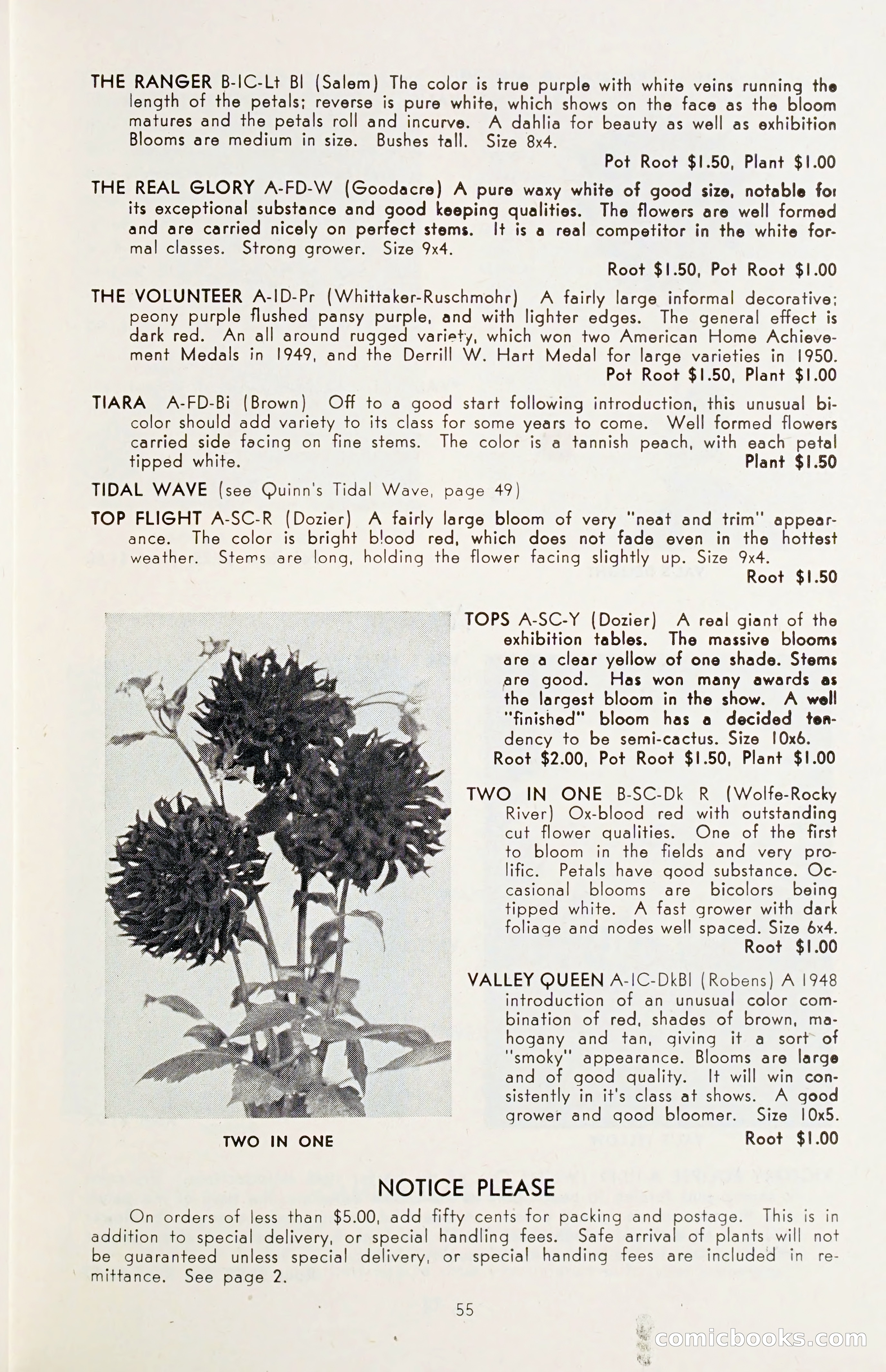 The Dahlia Blue Book for 1955 — page 58 of 79