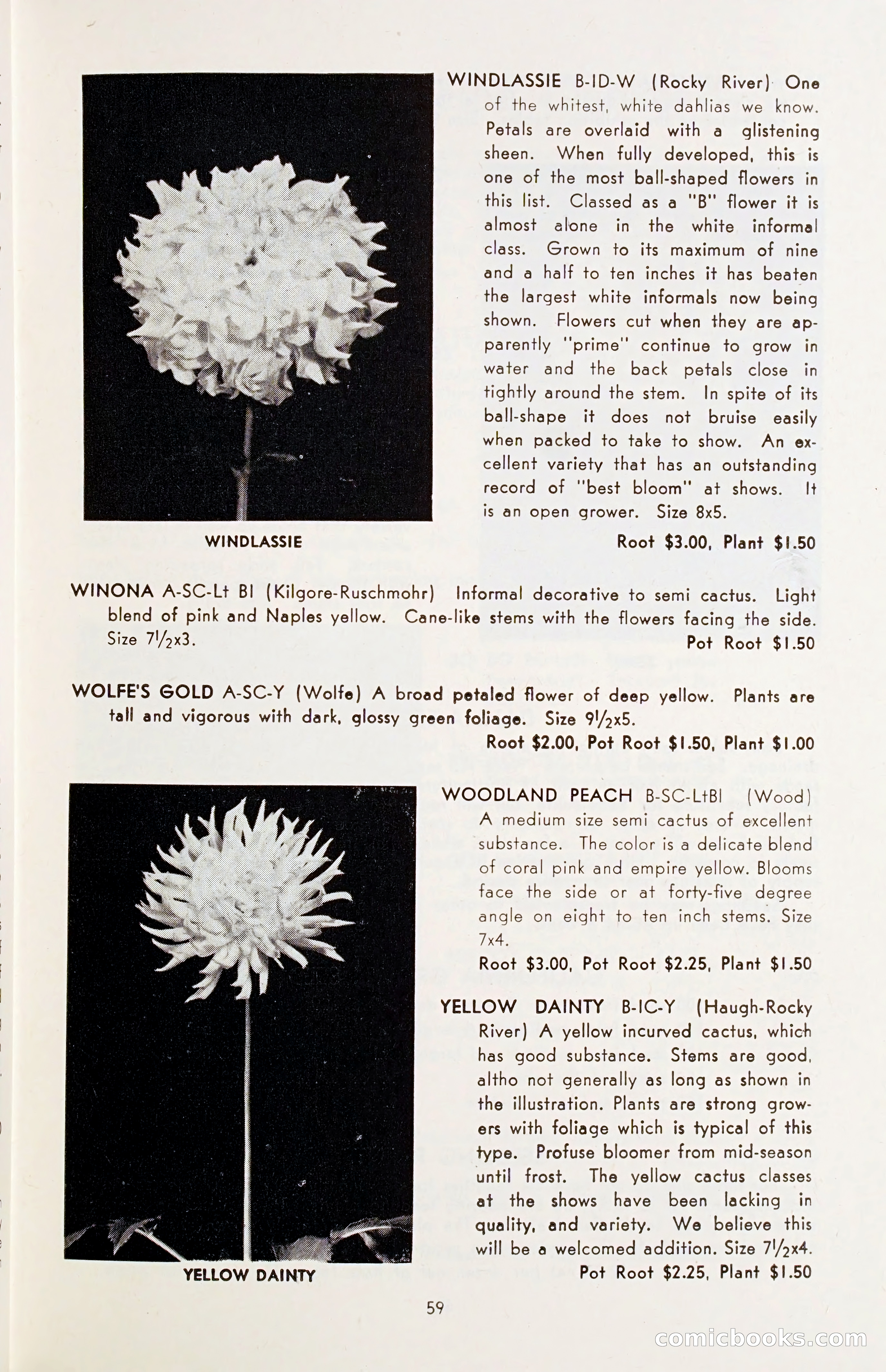 The Dahlia Blue Book for 1955 — page 62 of 79