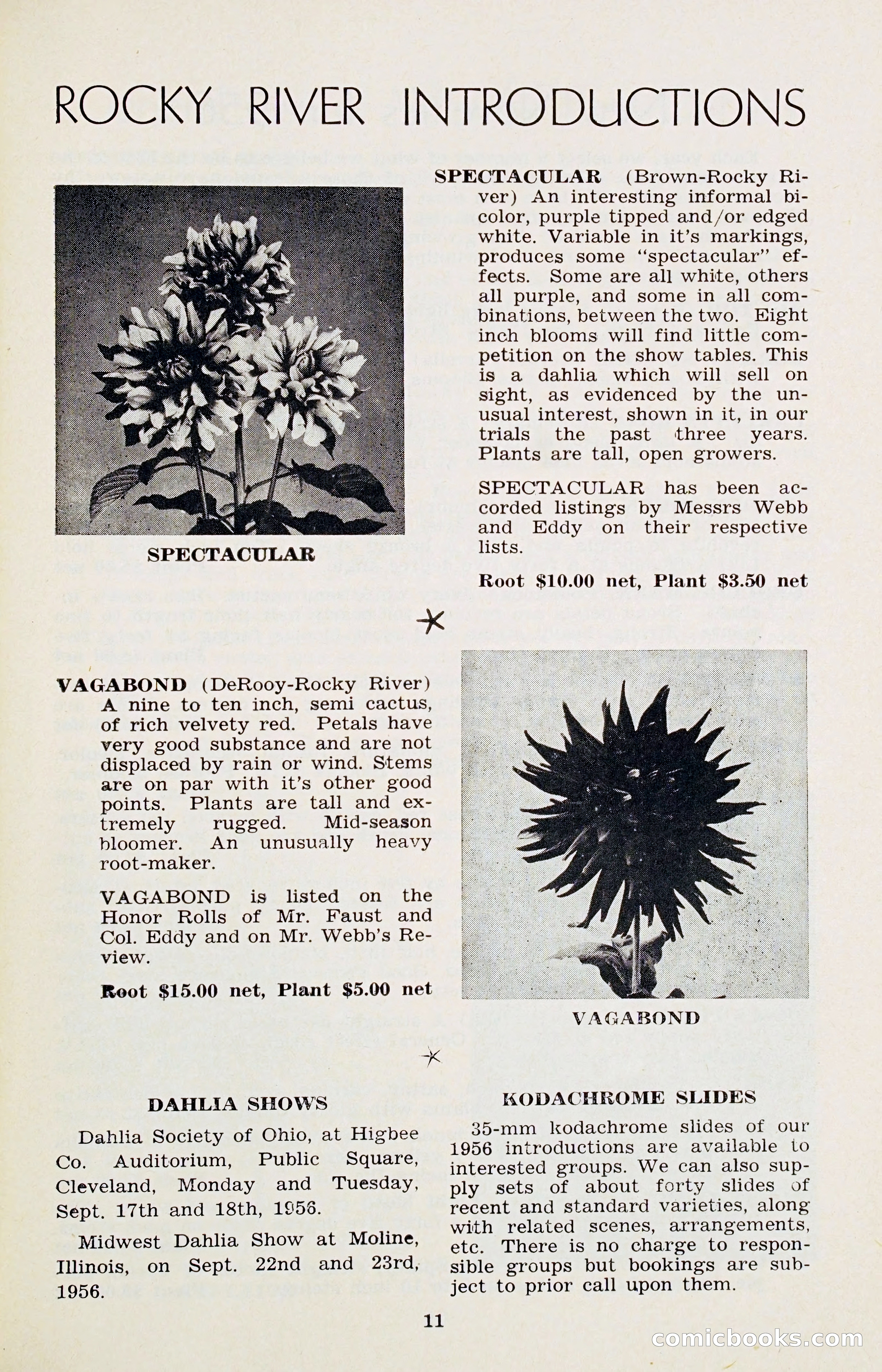 The Dahlia Blue Book for 1956 — page 14 of 69