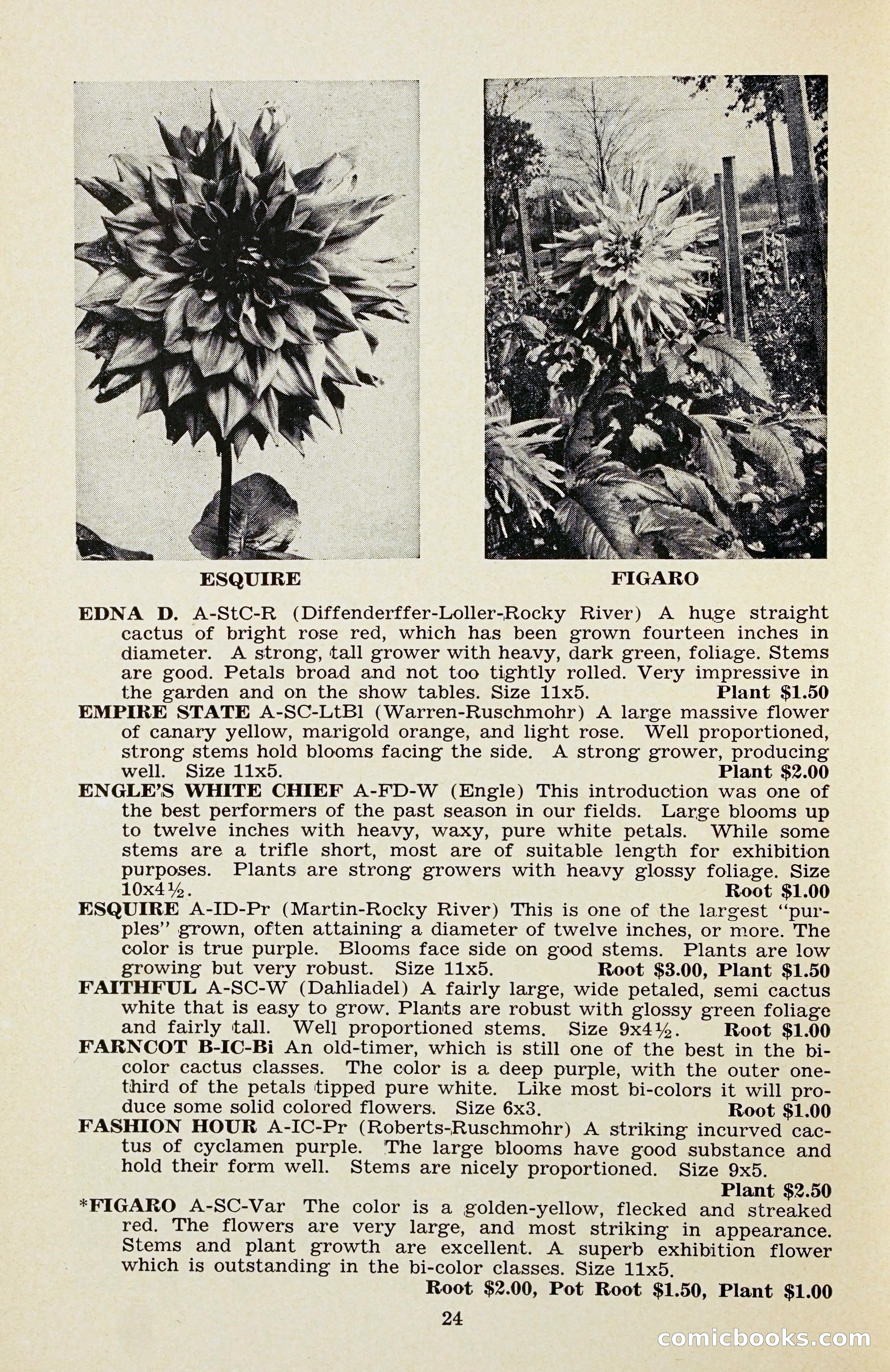 The Dahlia Blue Book for 1956 — page 27 of 69