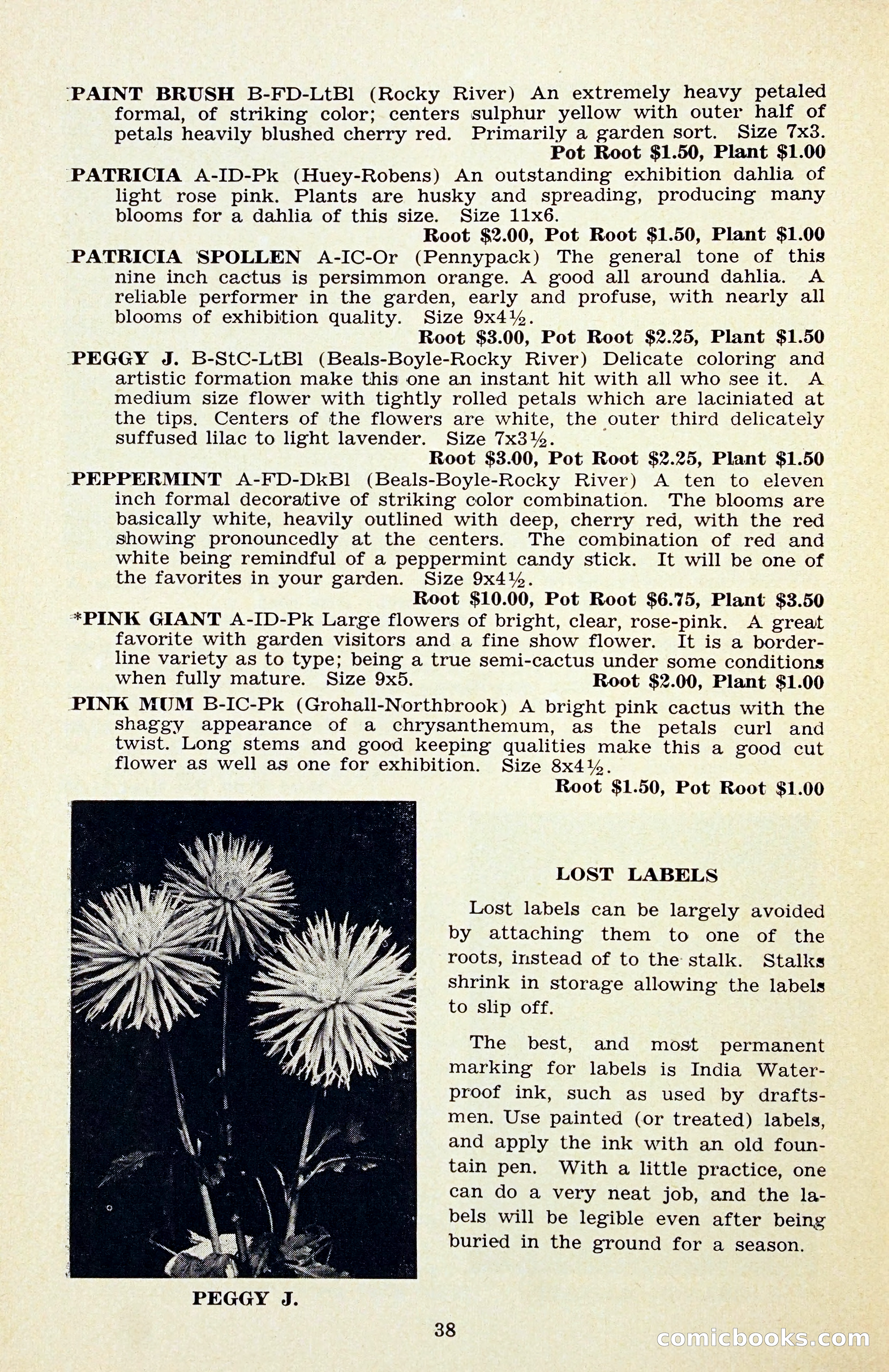 The Dahlia Blue Book for 1956 — page 41 of 69