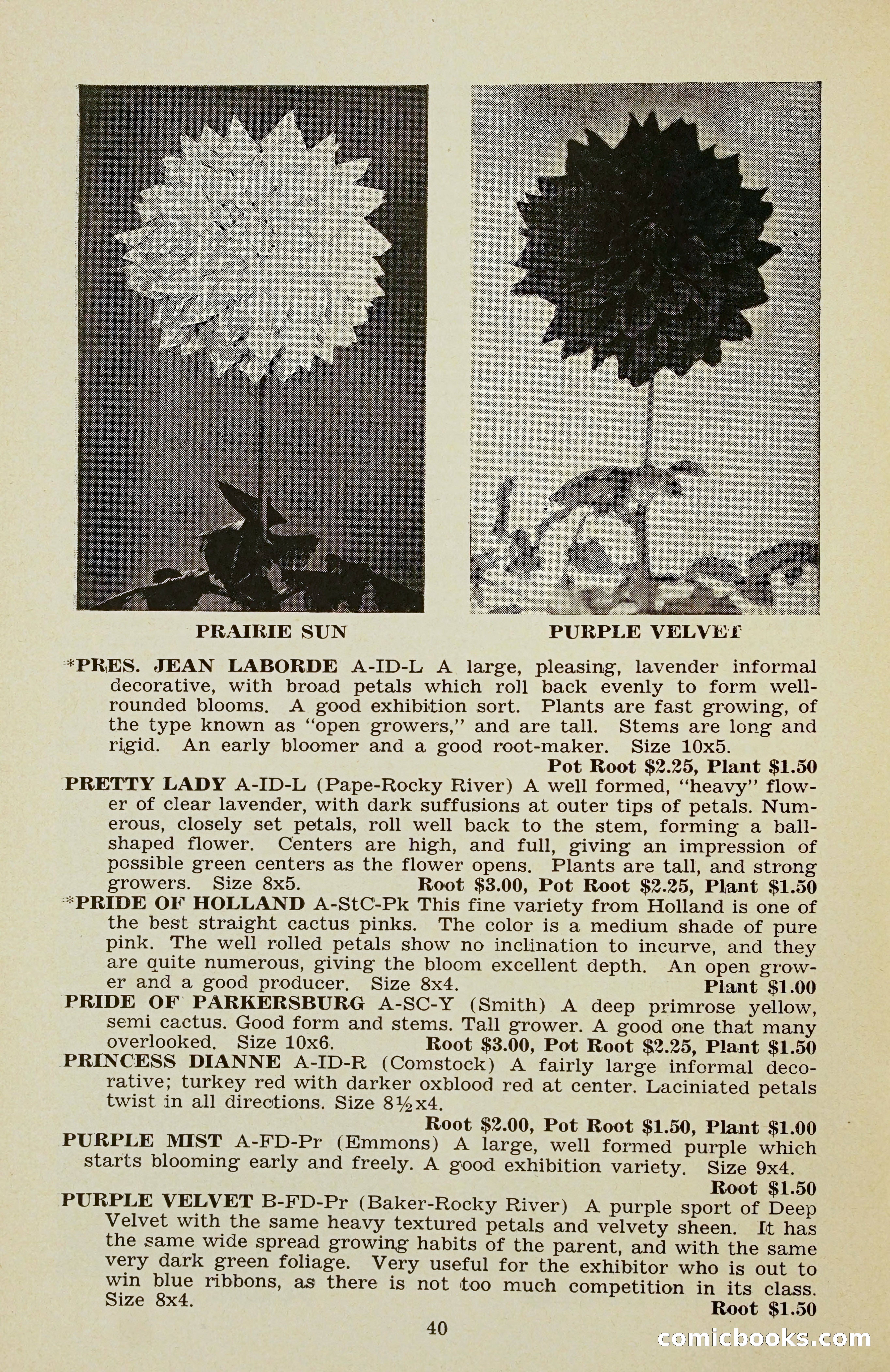The Dahlia Blue Book for 1956 — page 43 of 69