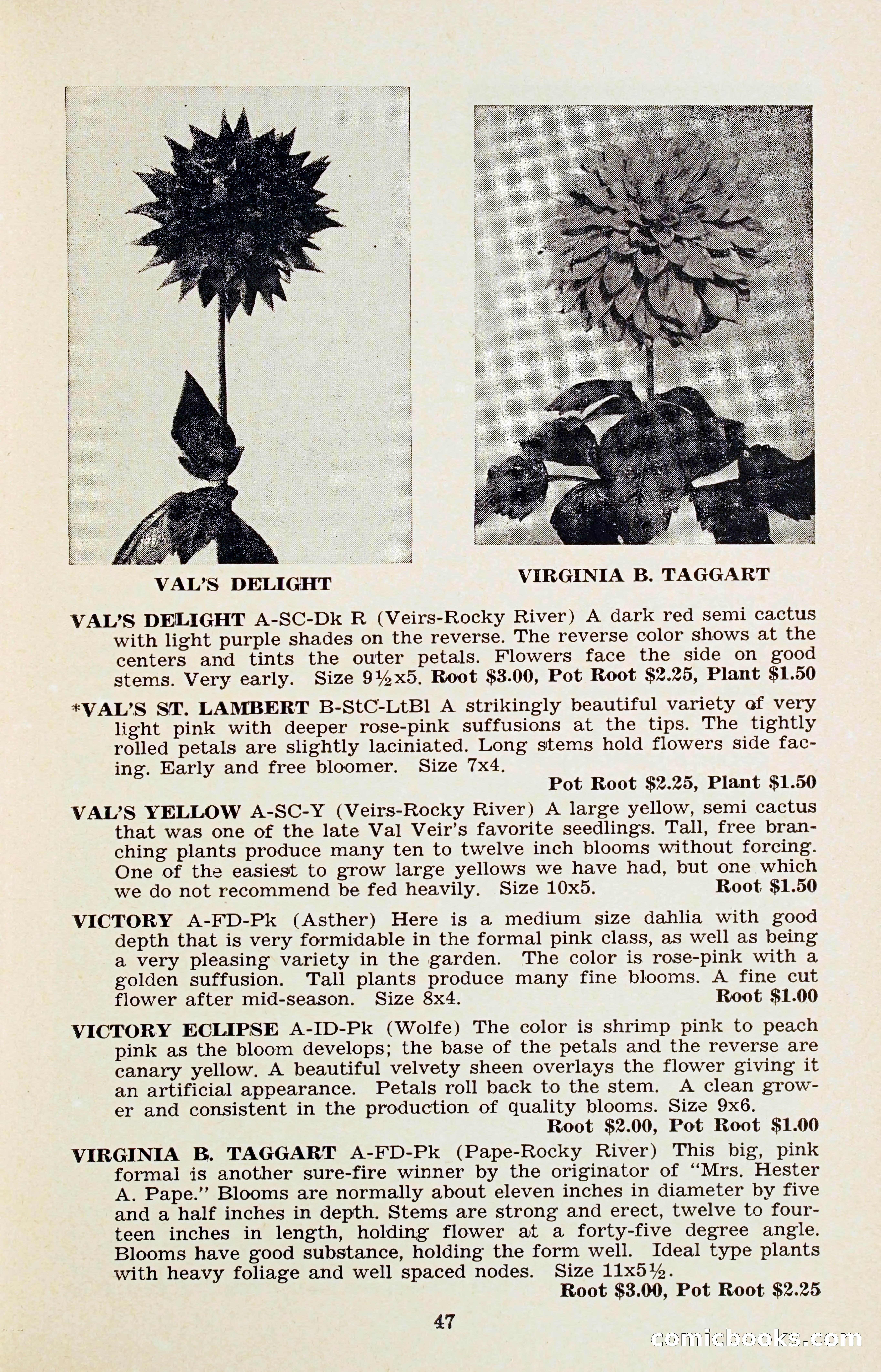 The Dahlia Blue Book for 1956 — page 50 of 69