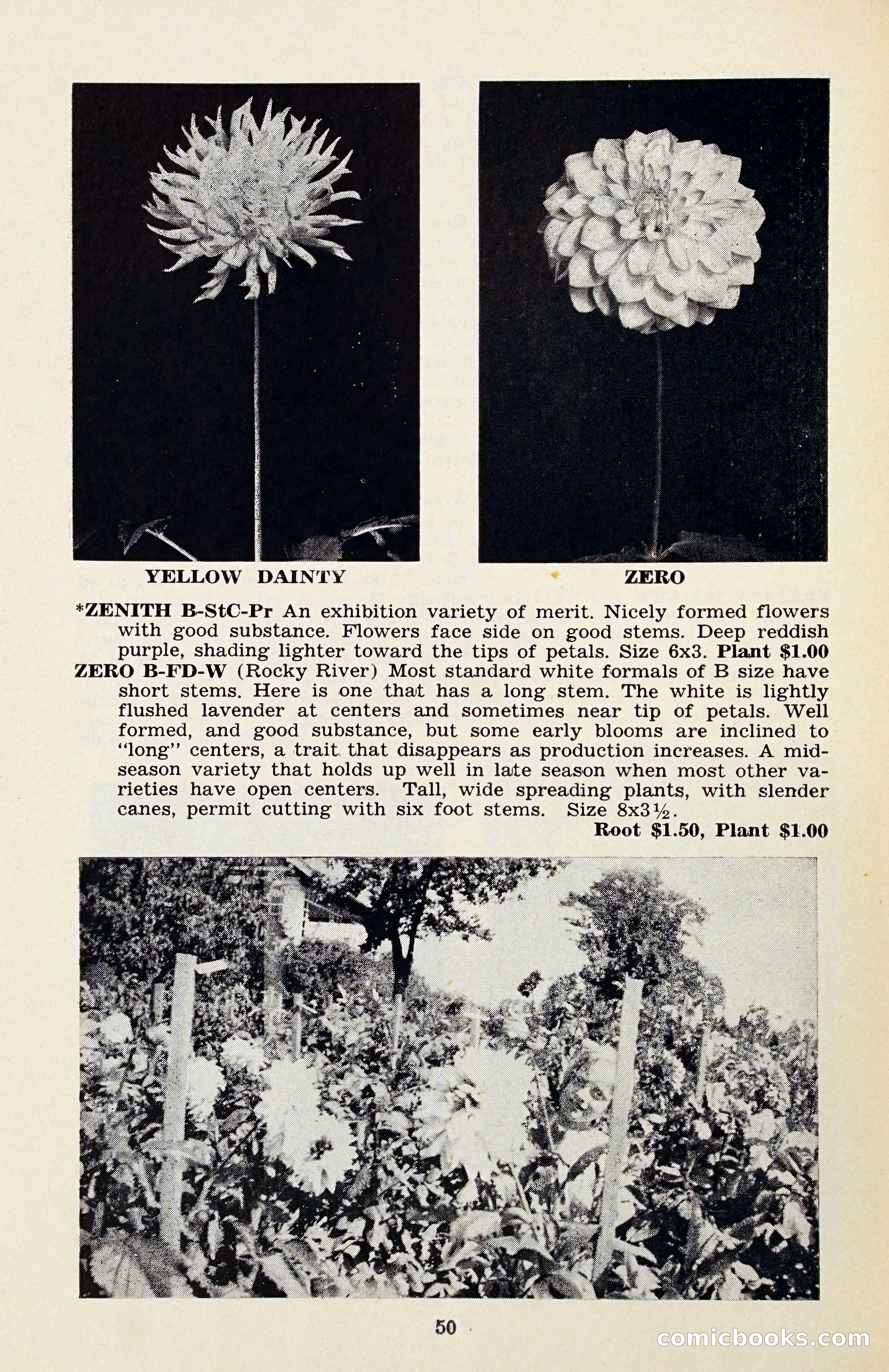 The Dahlia Blue Book for 1956 — page 53 of 69