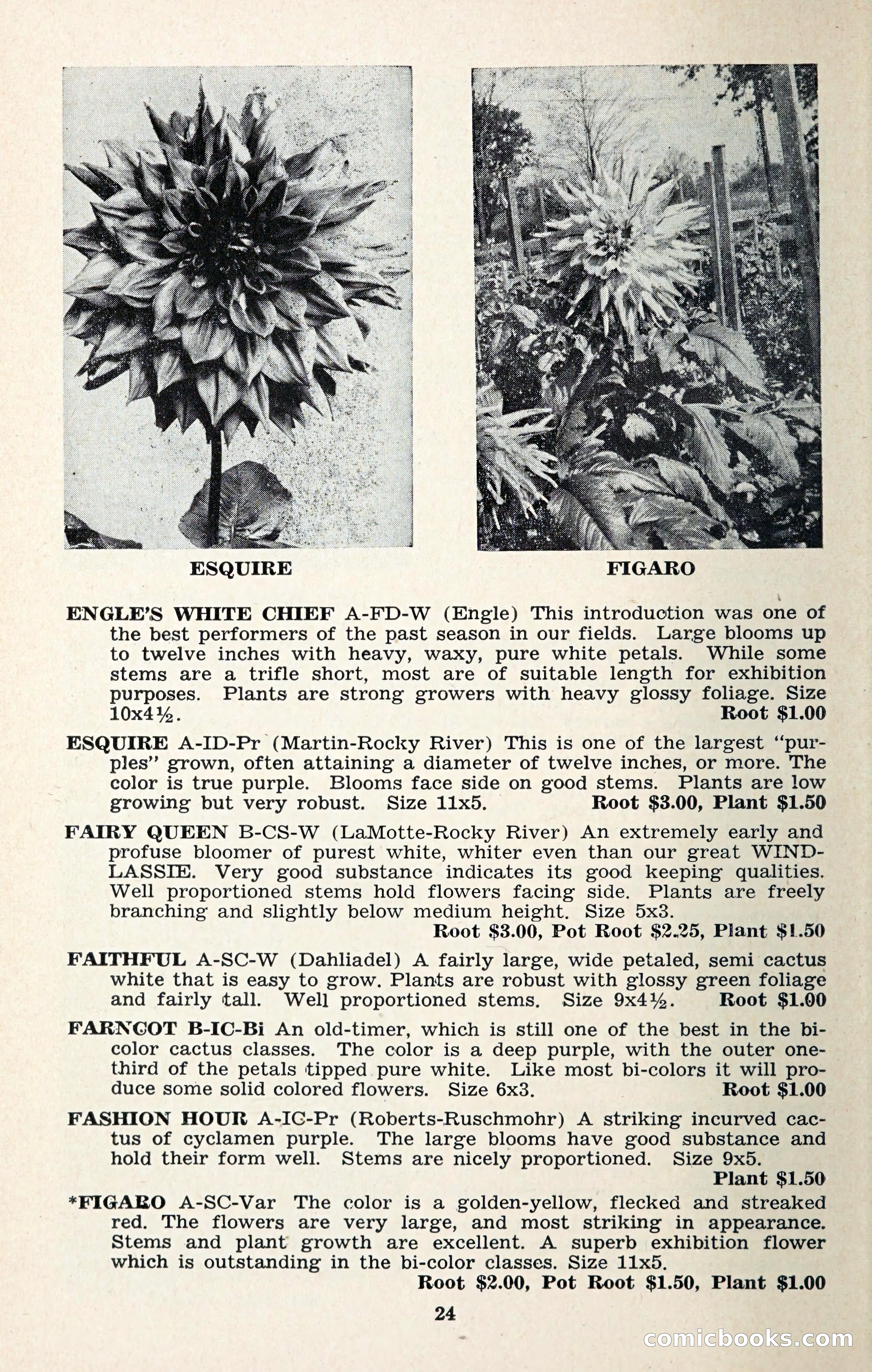 The Dahlia Blue Book for 1957 — page 27 of 69