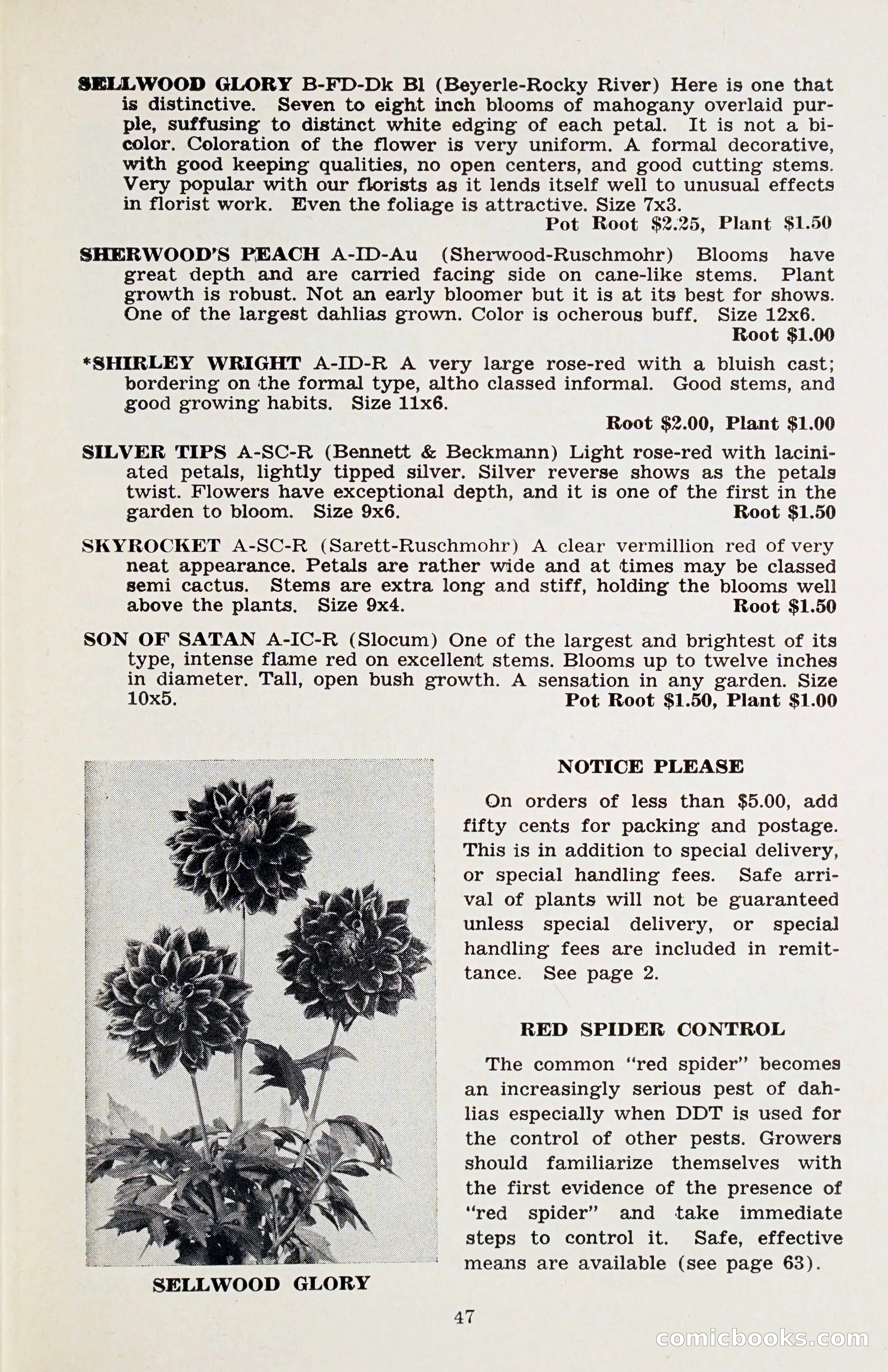 The Dahlia Blue Book for 1958 — page 50 of 67