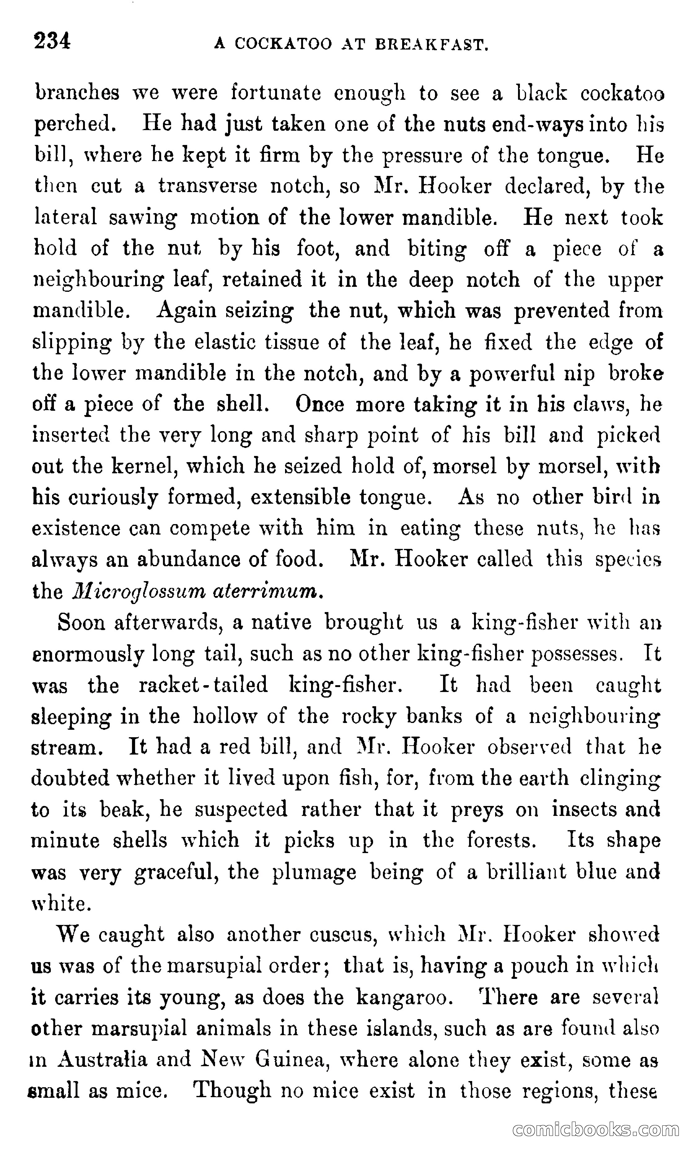 In the Eastern Seas — page 238 of 399