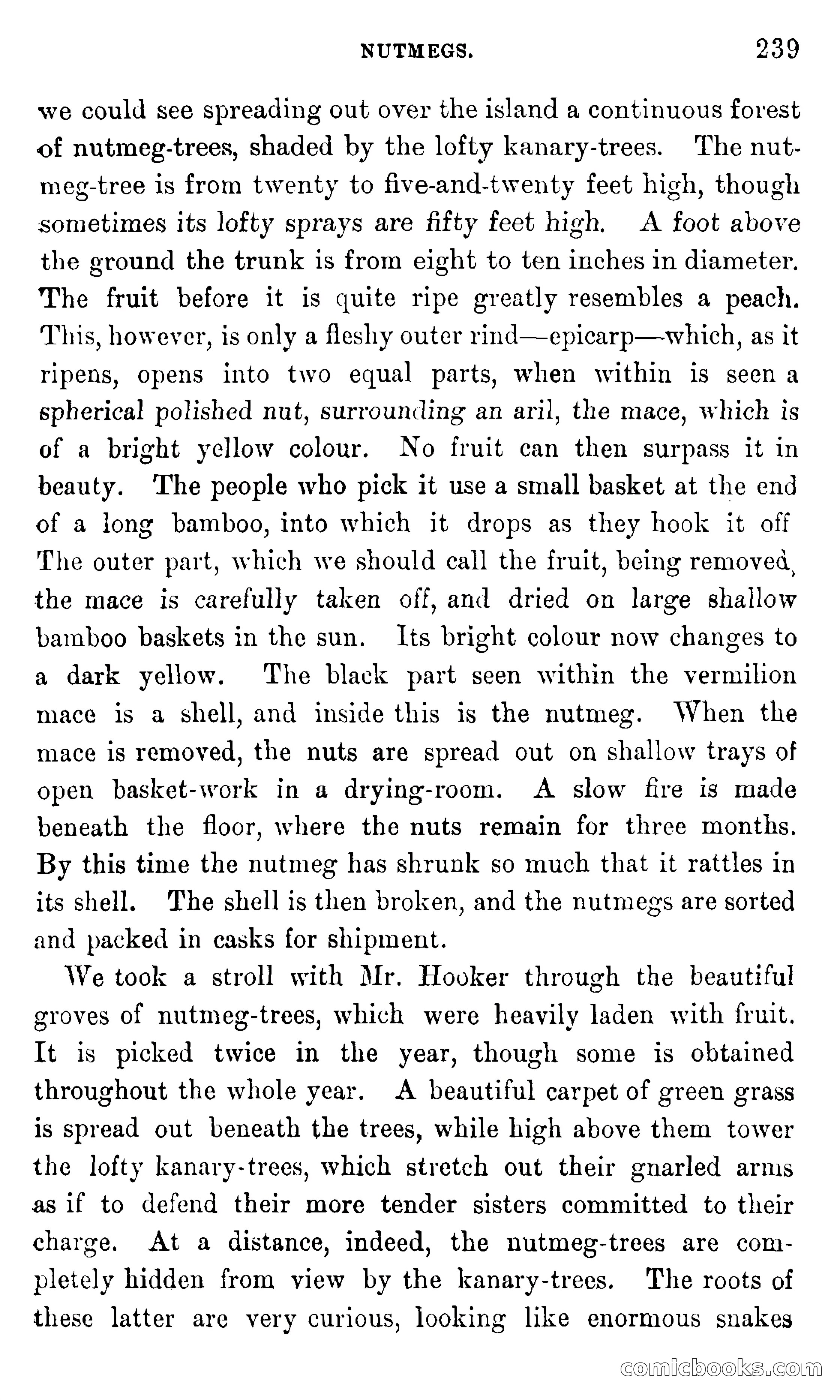 In the Eastern Seas — page 243 of 399