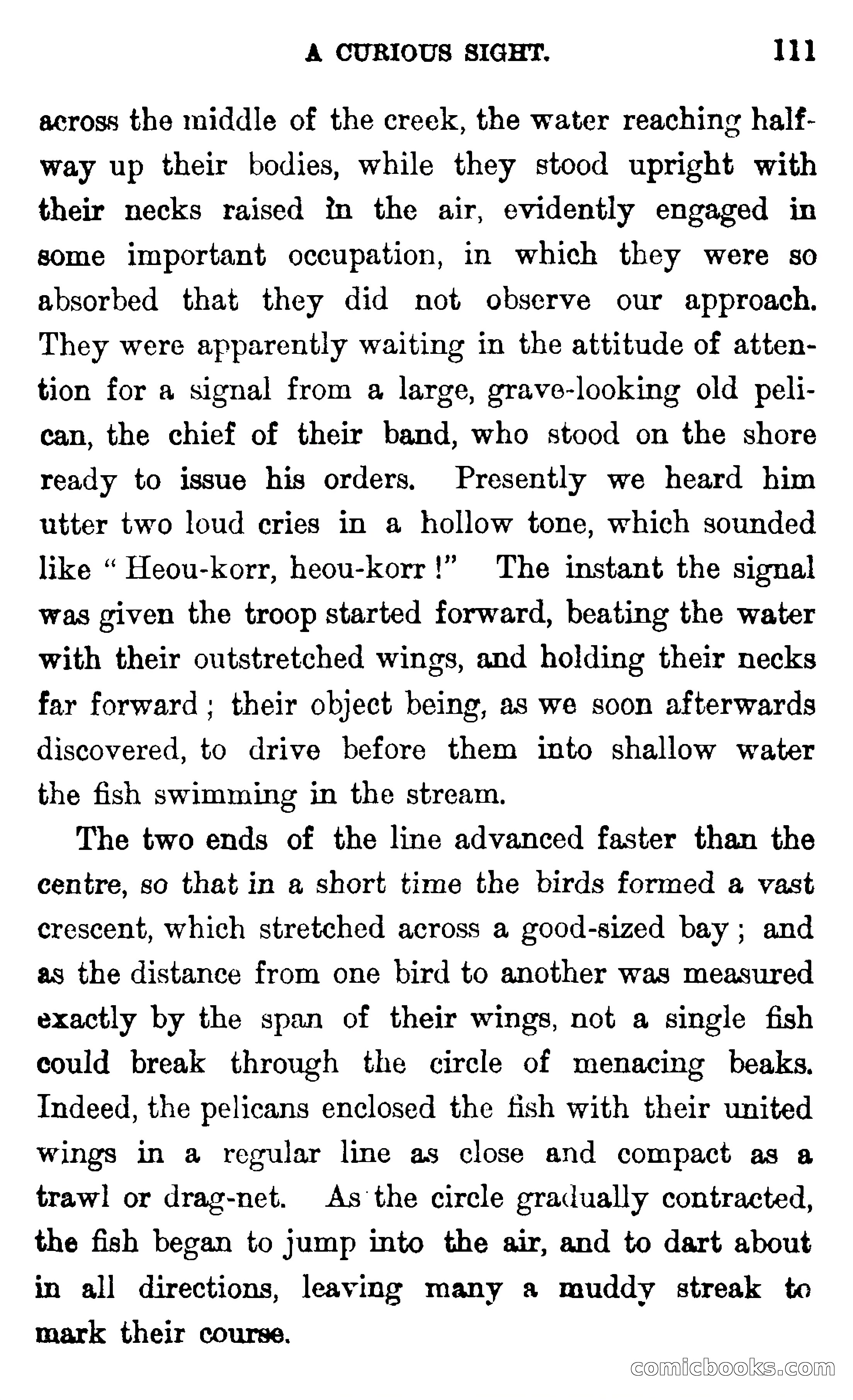 In the Wilds of Florida — page 113 of 400