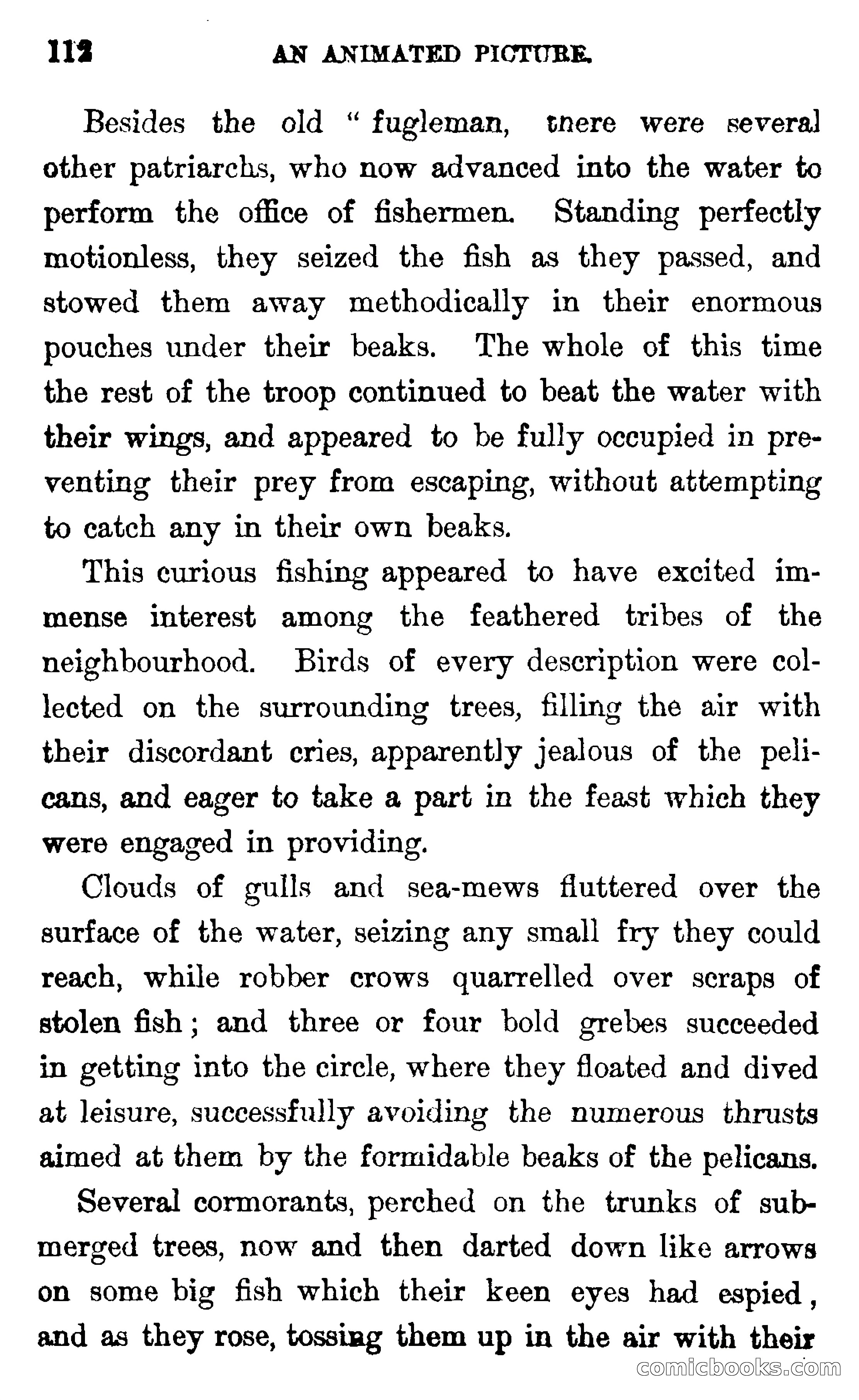In the Wilds of Florida — page 114 of 400