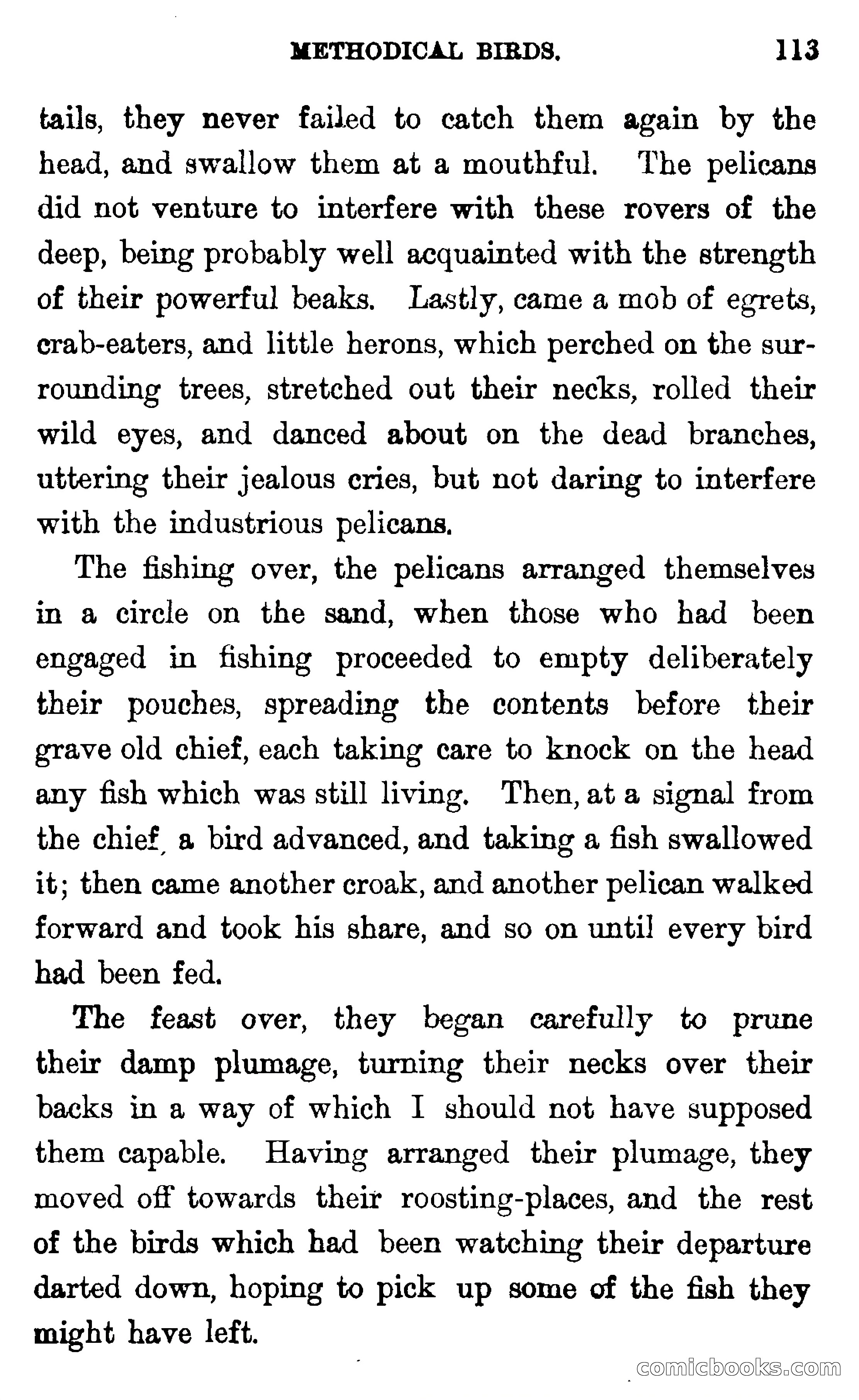 In the Wilds of Florida — page 115 of 400