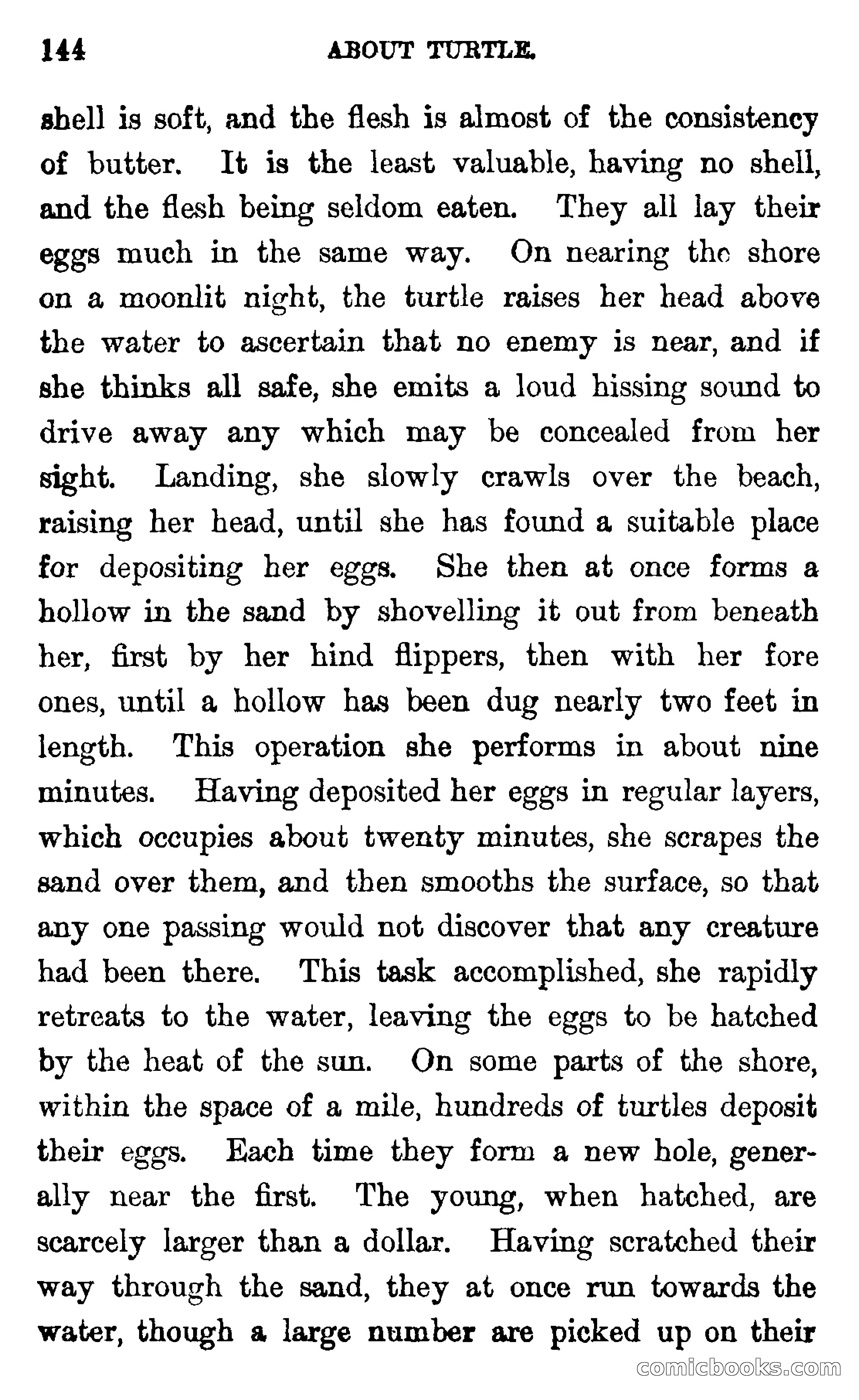 In the Wilds of Florida — page 146 of 400