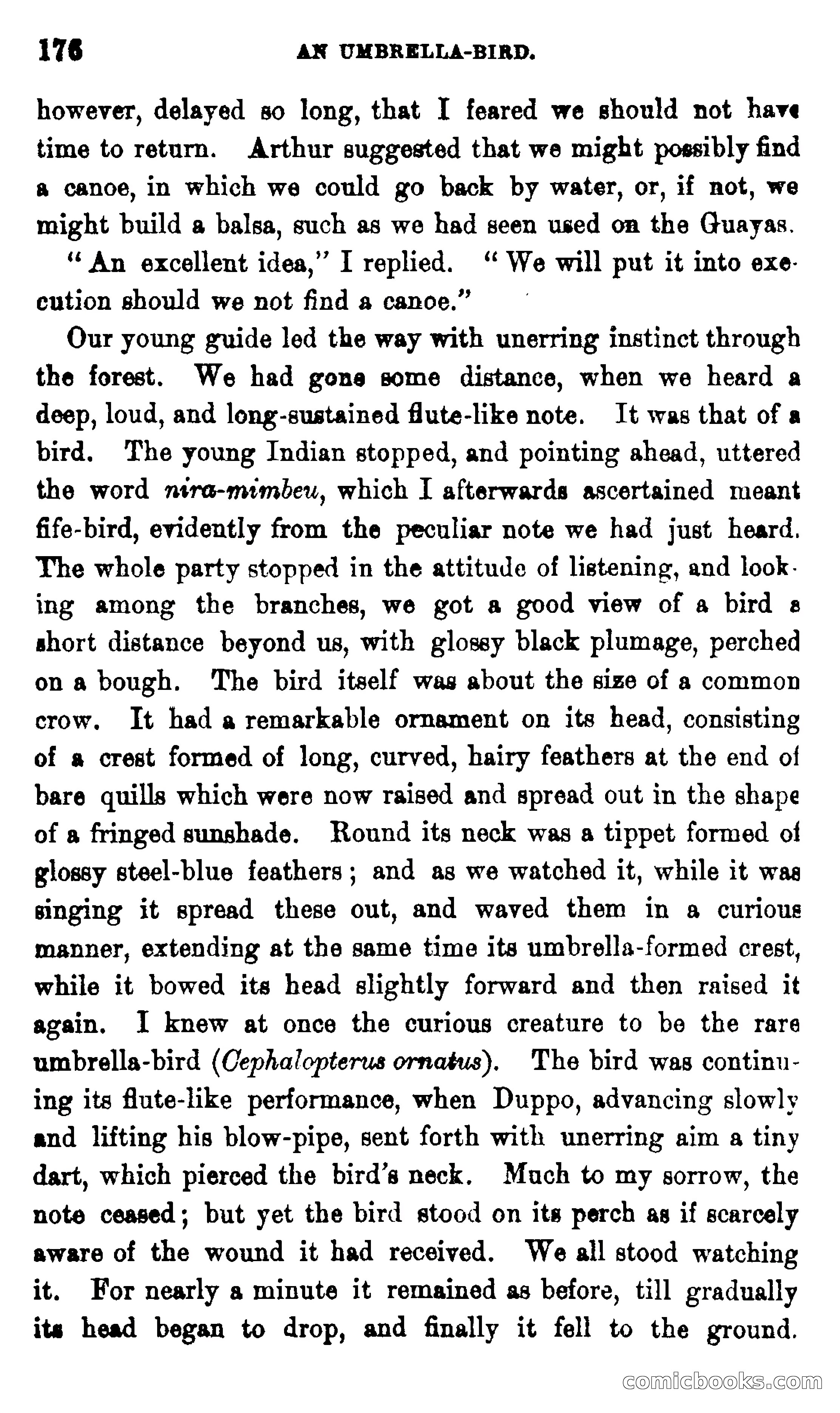 On the Banks of the Amazon — page 170 of 400