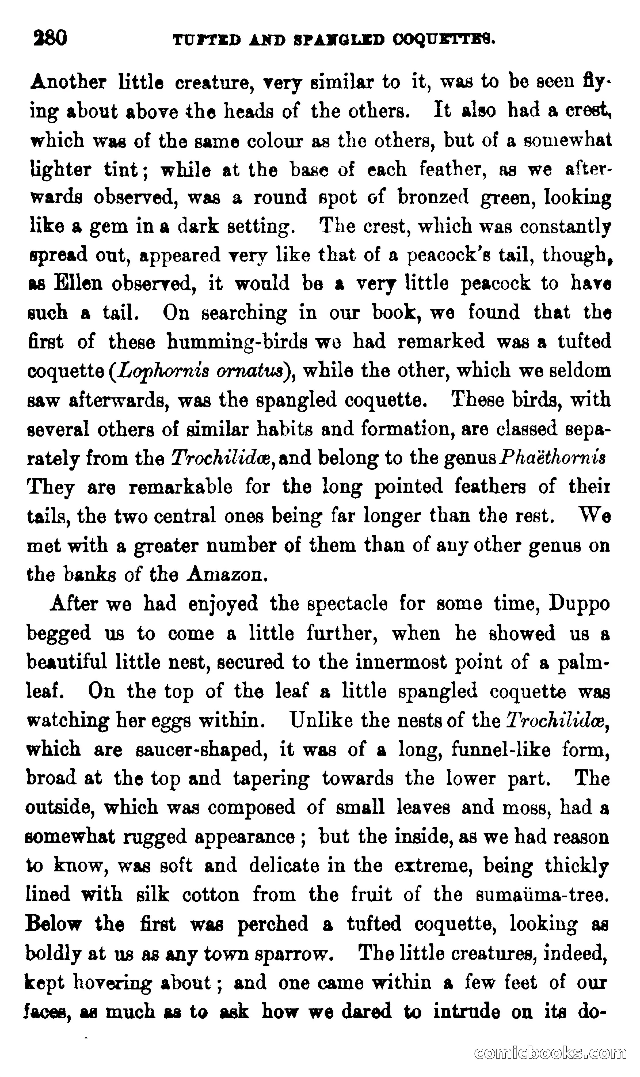 On the Banks of the Amazon — page 274 of 400
