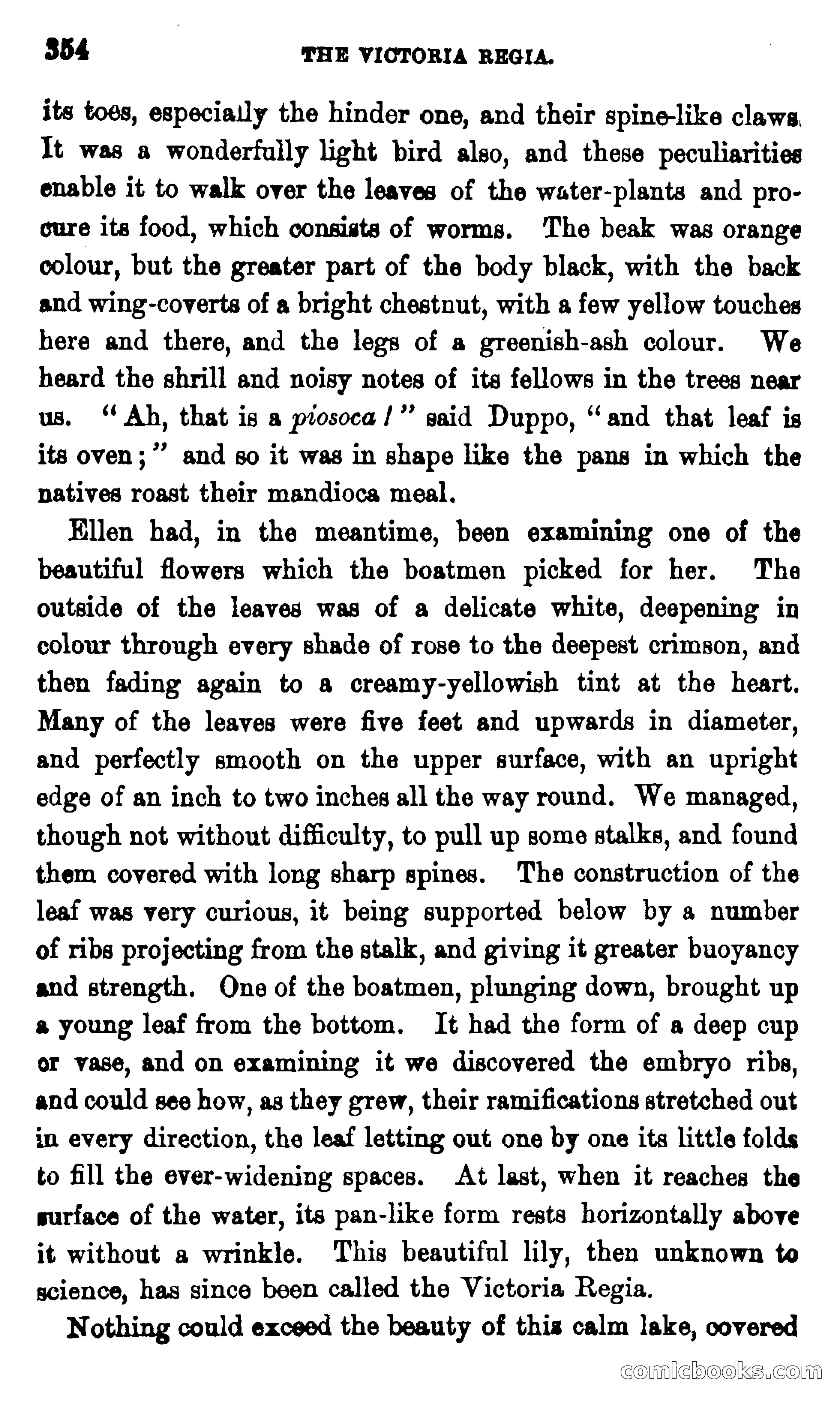 On the Banks of the Amazon — page 348 of 400