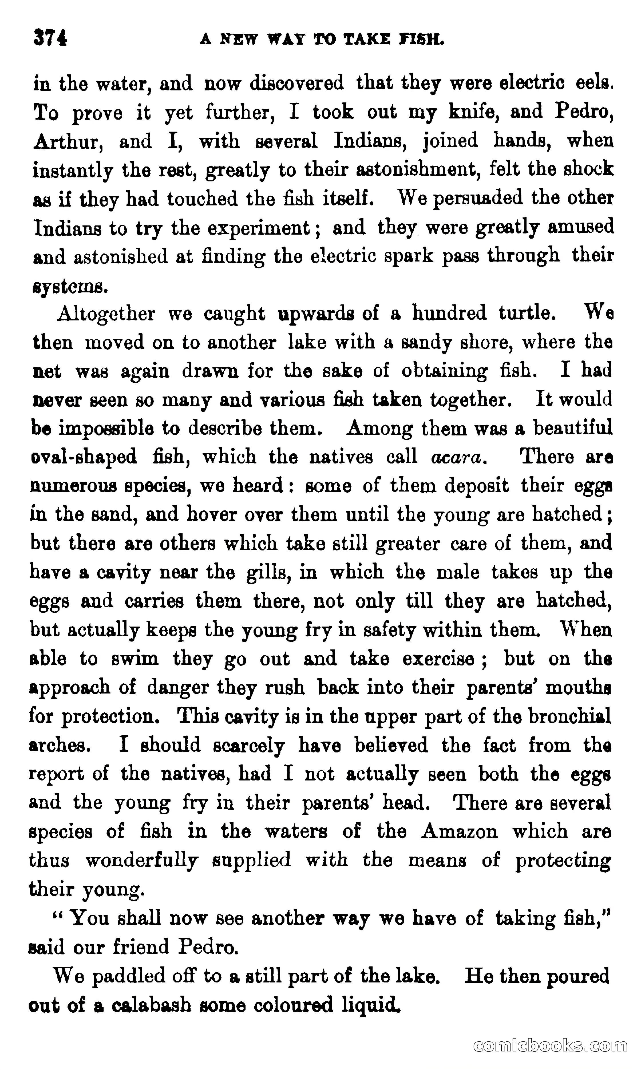 On the Banks of the Amazon — page 368 of 400