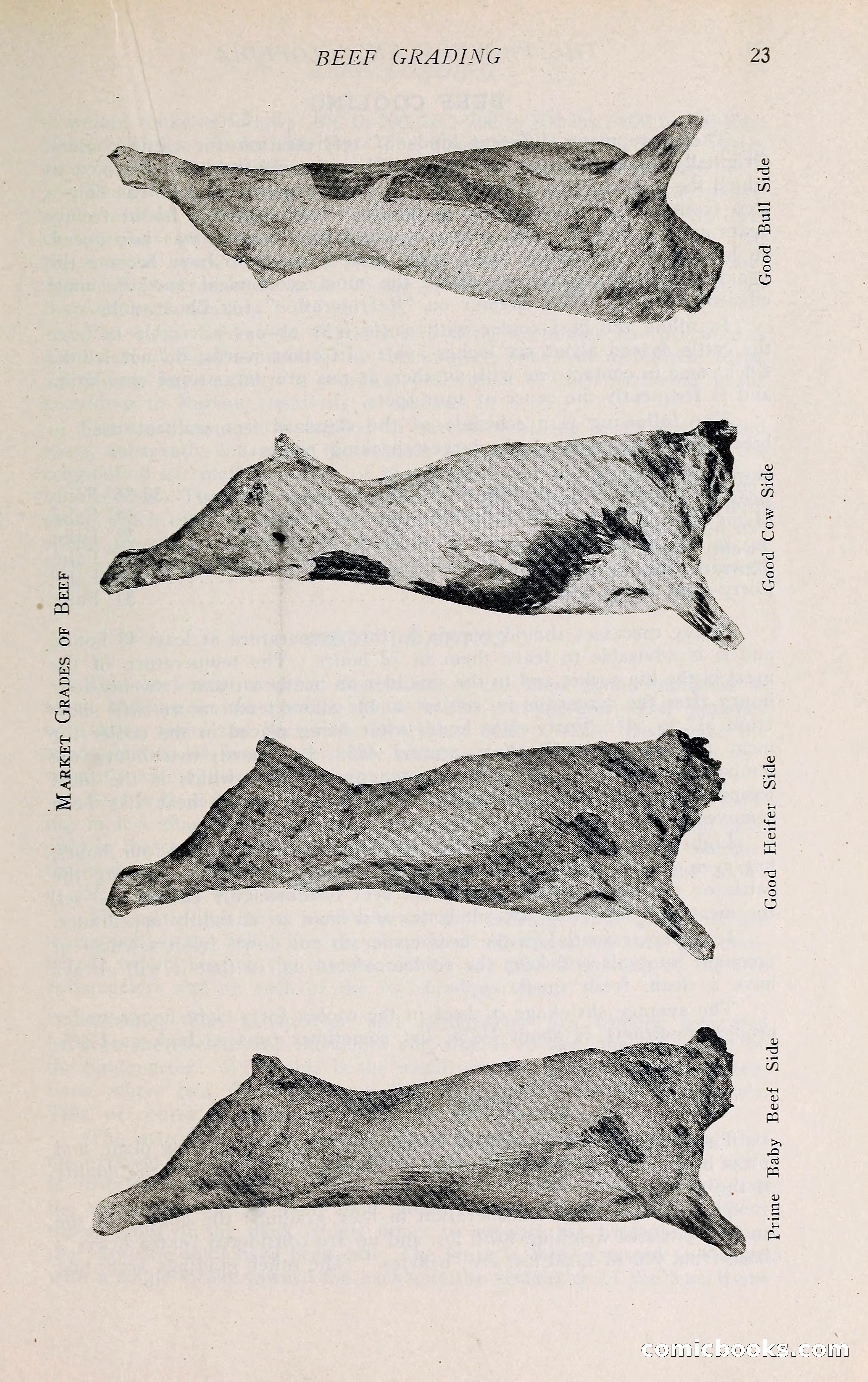The Packers' Encyclopedia: Blue Book of the American Meat Packing and Allied Industries — page 38 of 399
