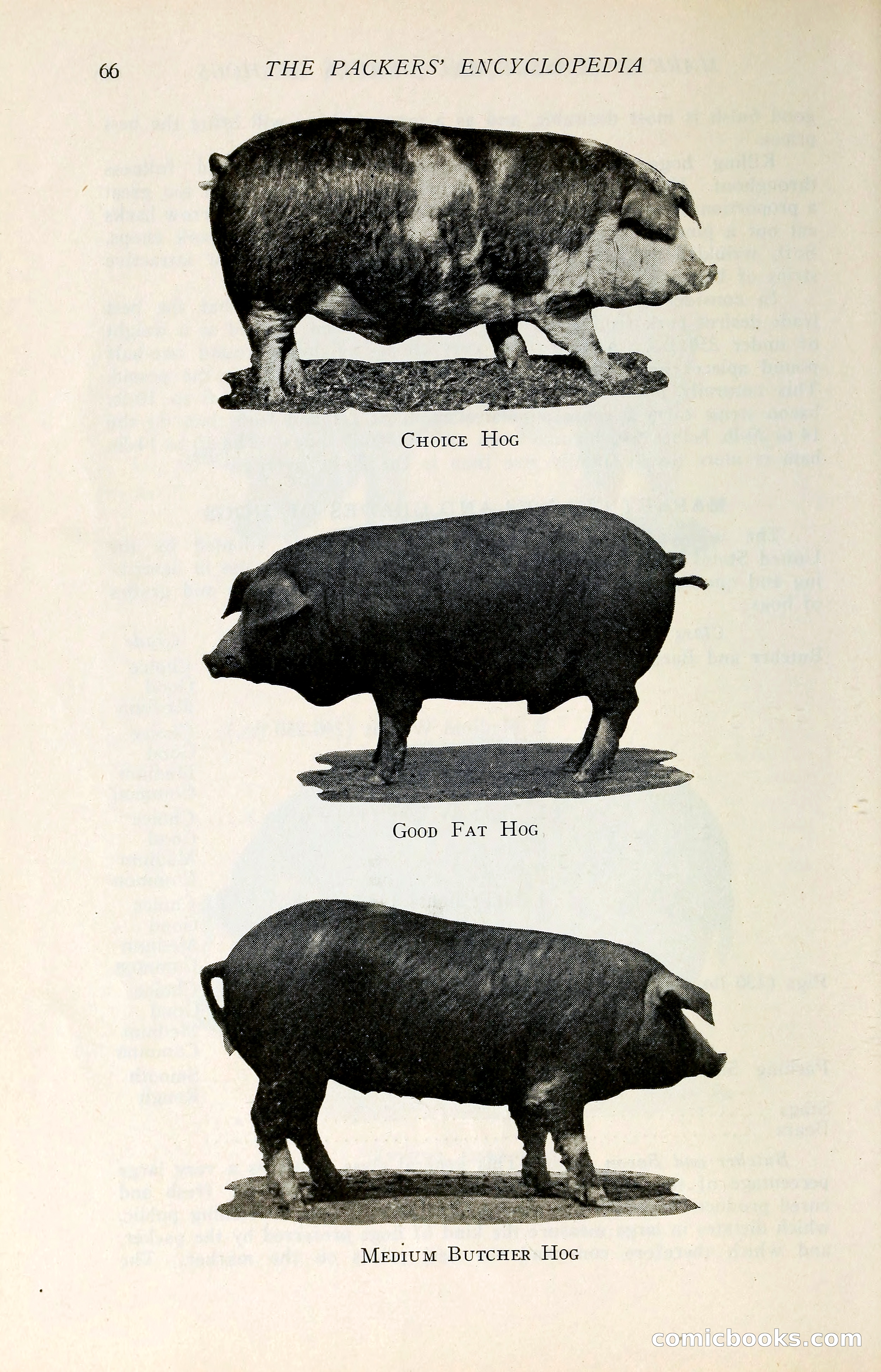 The Packers' Encyclopedia: Blue Book of the American Meat Packing and Allied Industries — page 81 of 399
