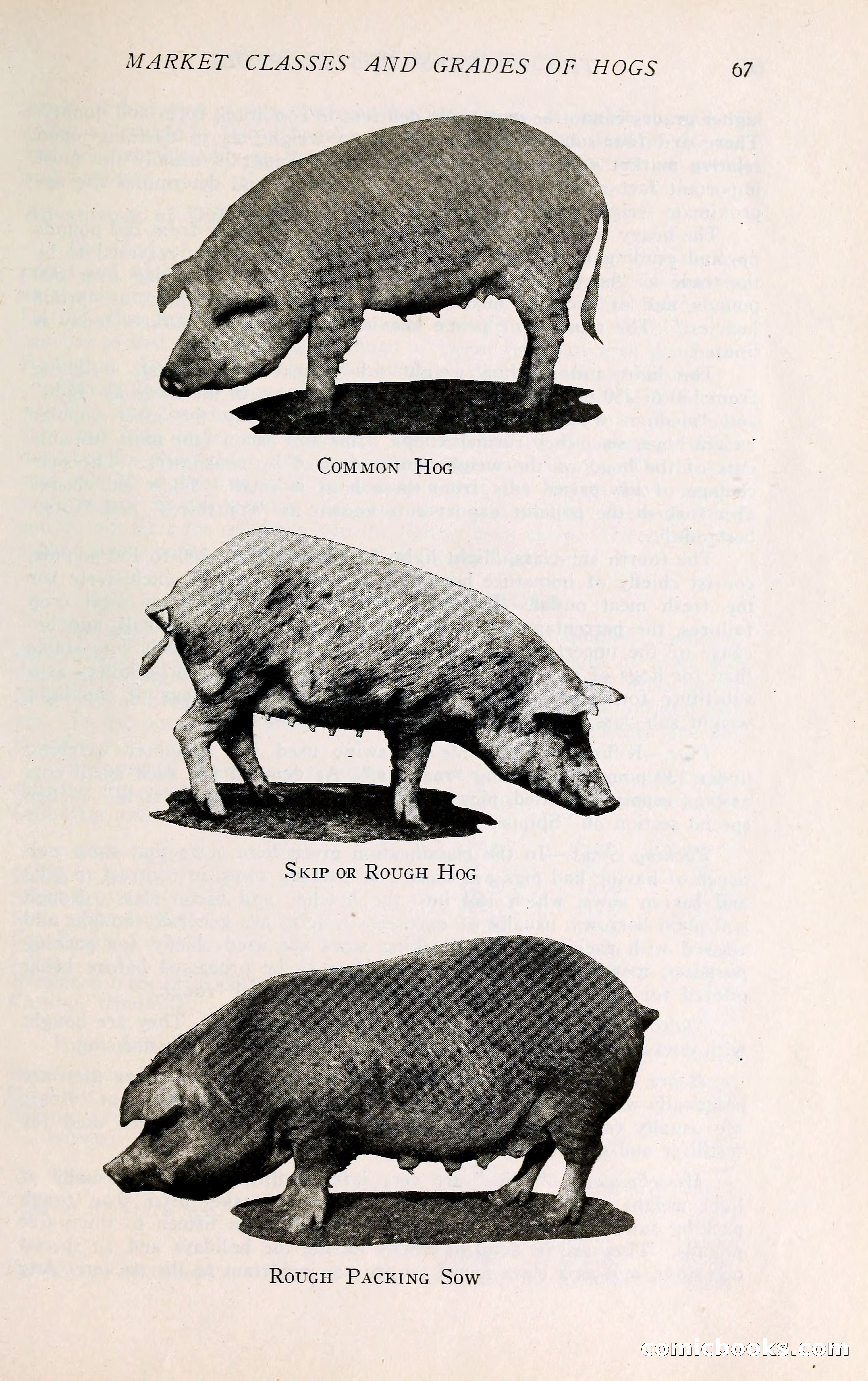 The Packers' Encyclopedia: Blue Book of the American Meat Packing and Allied Industries — page 82 of 399