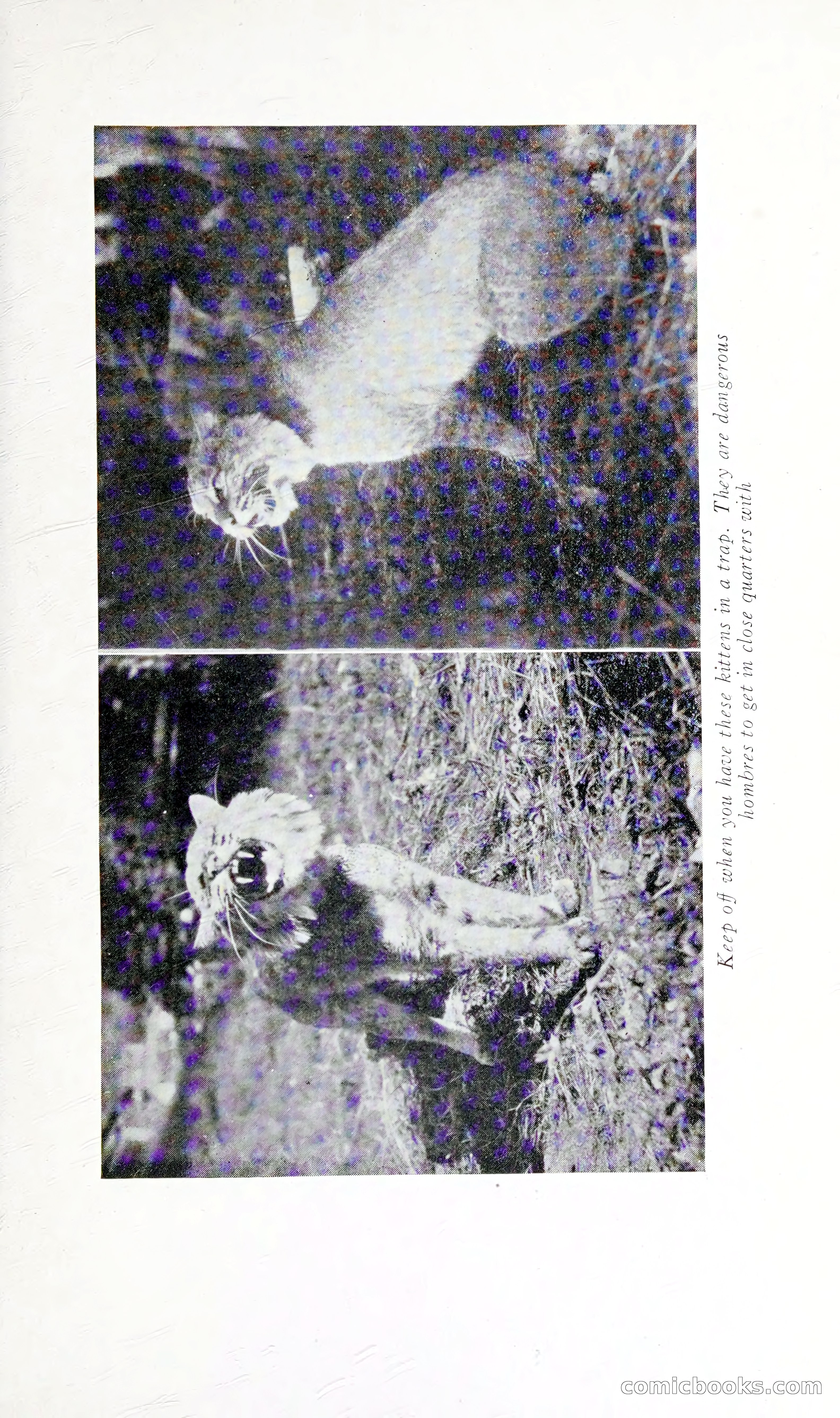 Thrilling Adventures: Guiding, Trapping, Big Game Hunting — page 104 of 287