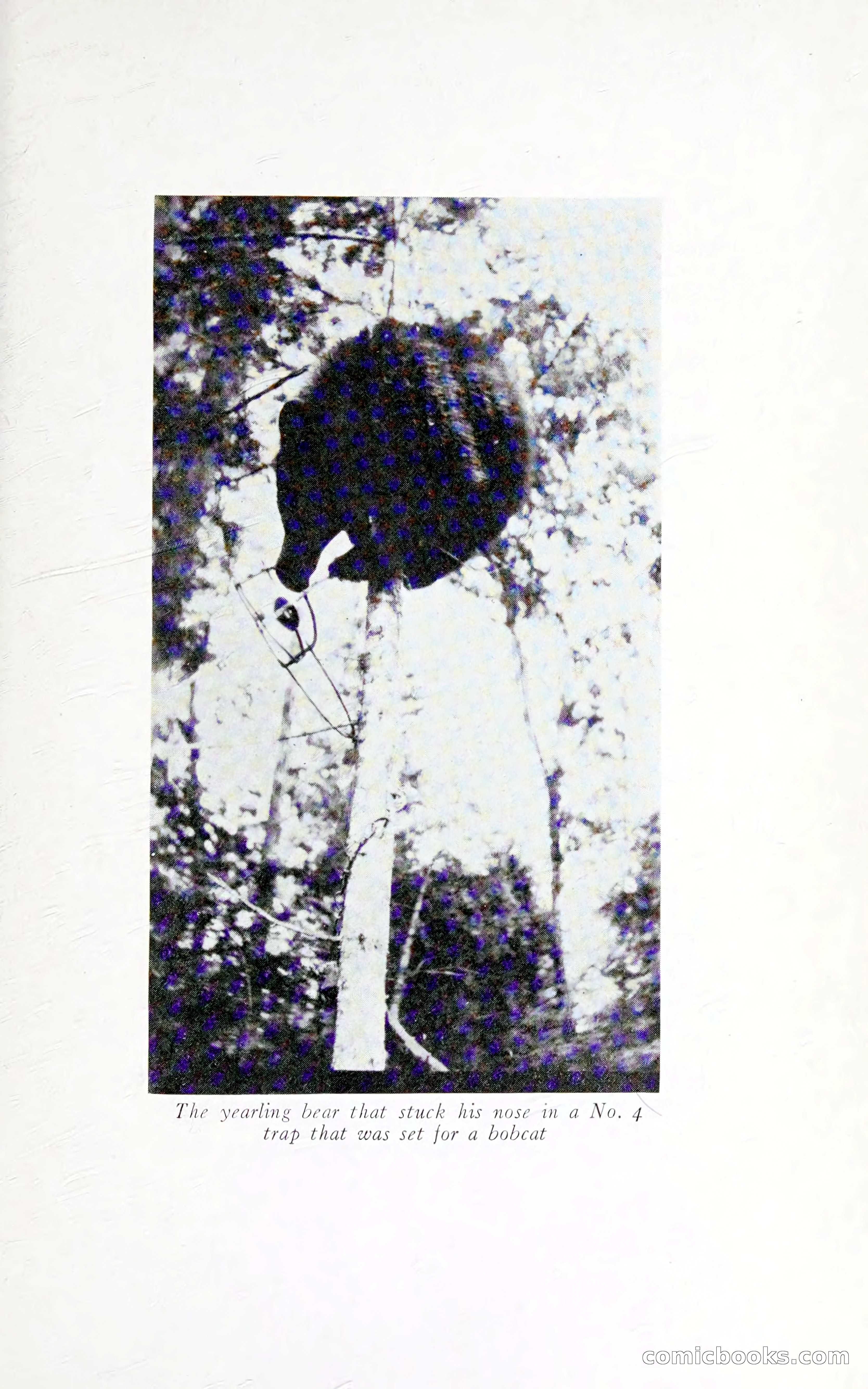 Thrilling Adventures: Guiding, Trapping, Big Game Hunting — page 250 of 287