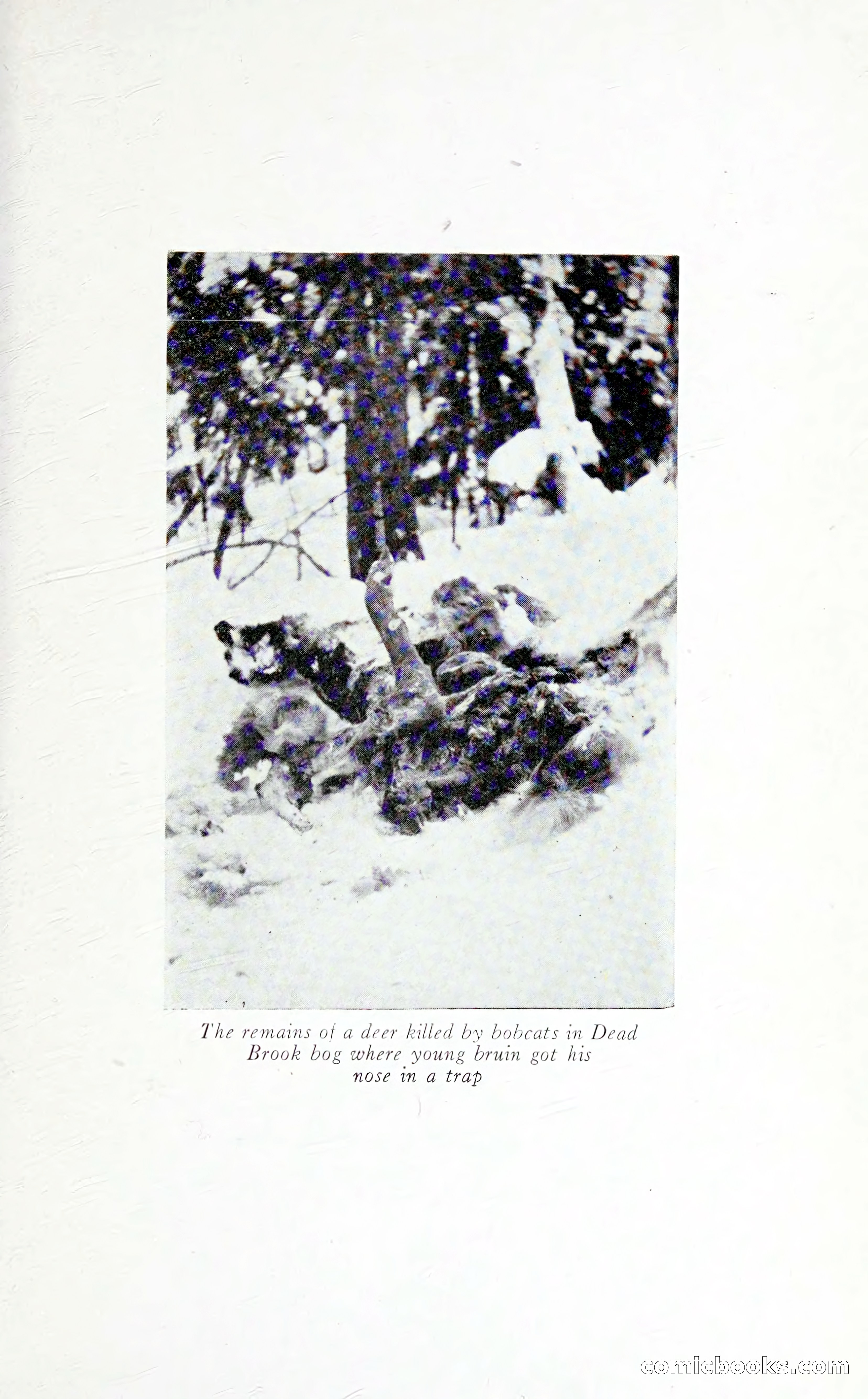 Thrilling Adventures: Guiding, Trapping, Big Game Hunting — page 262 of 287