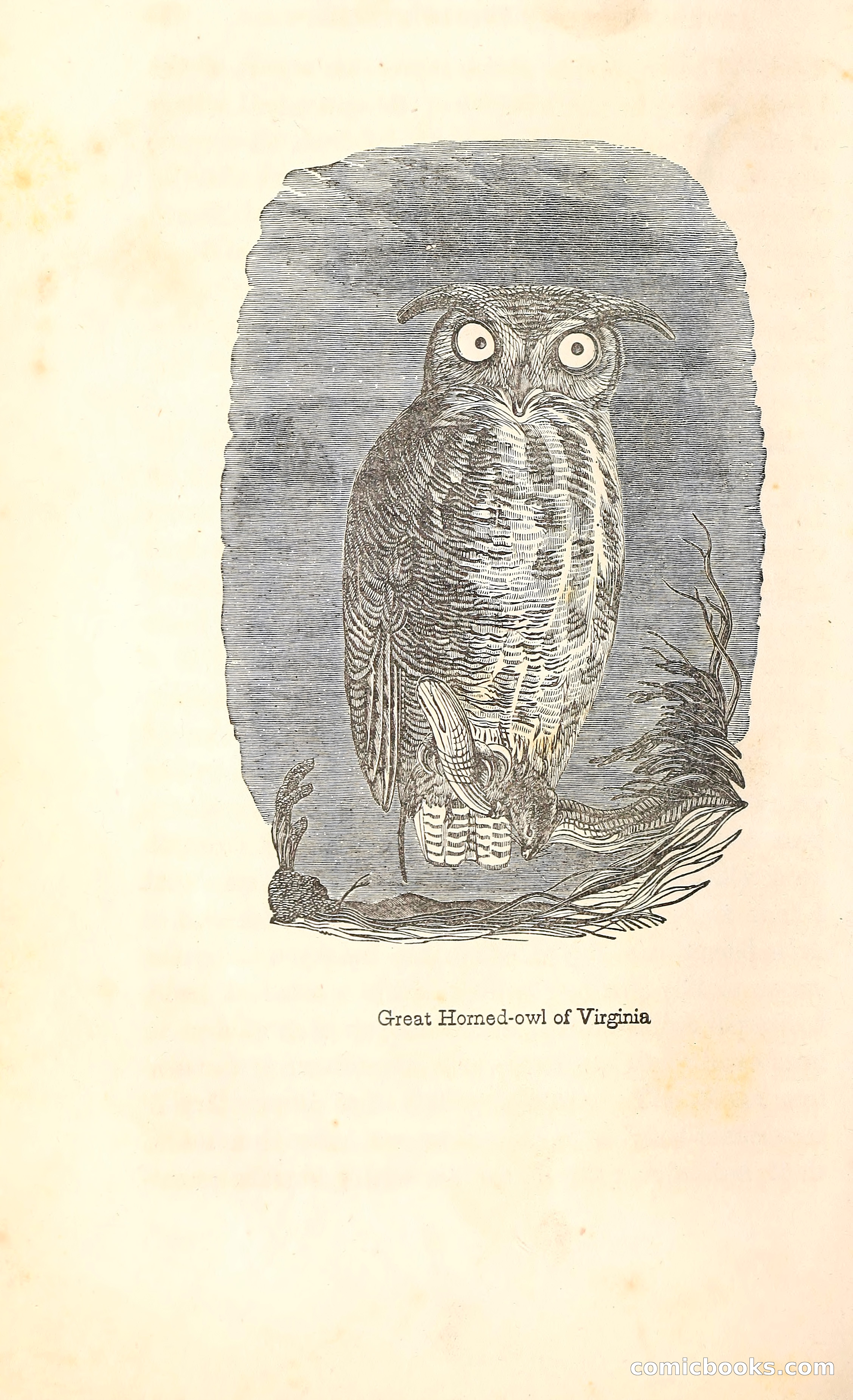 Thrilling Adventures Among the Indians — page 145 of 396